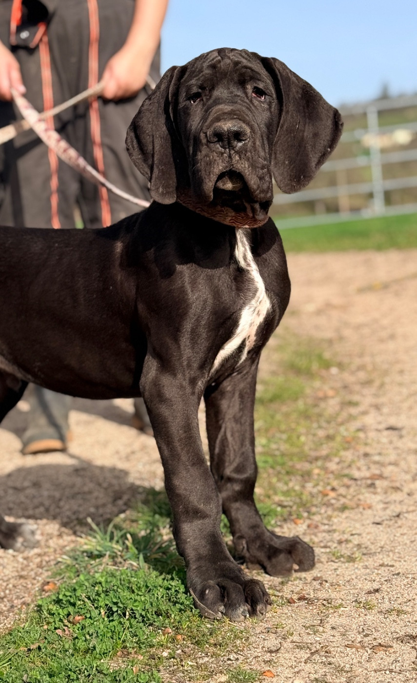 Au Royaume De Leyla - Chiots disponibles - Dogue allemand