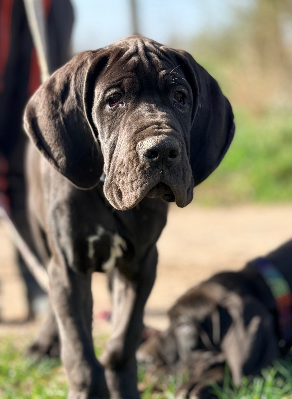 Au Royaume De Leyla - Chiots disponibles - Dogue allemand