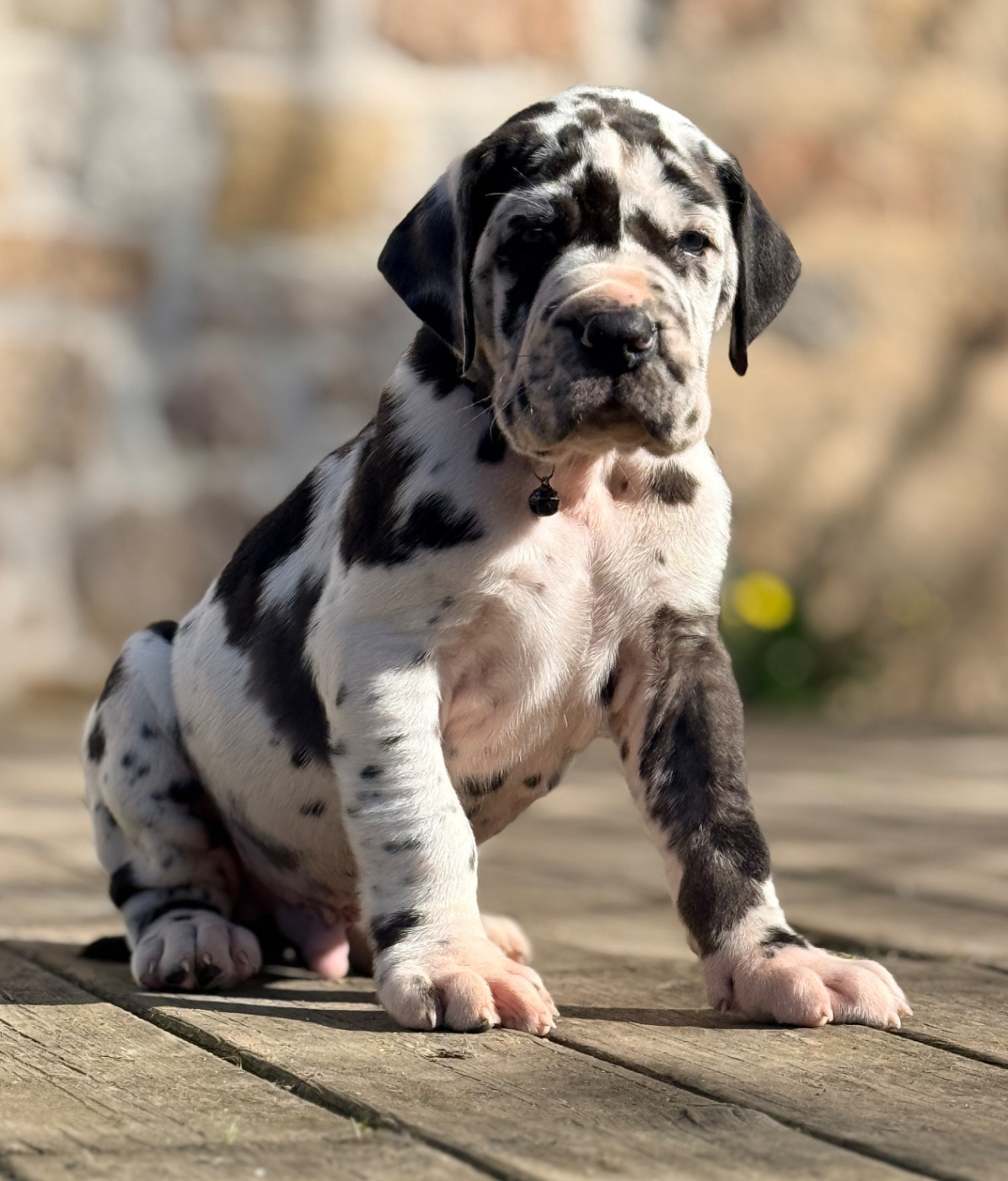 Au Royaume De Leyla - Chiots disponibles - Dogue allemand