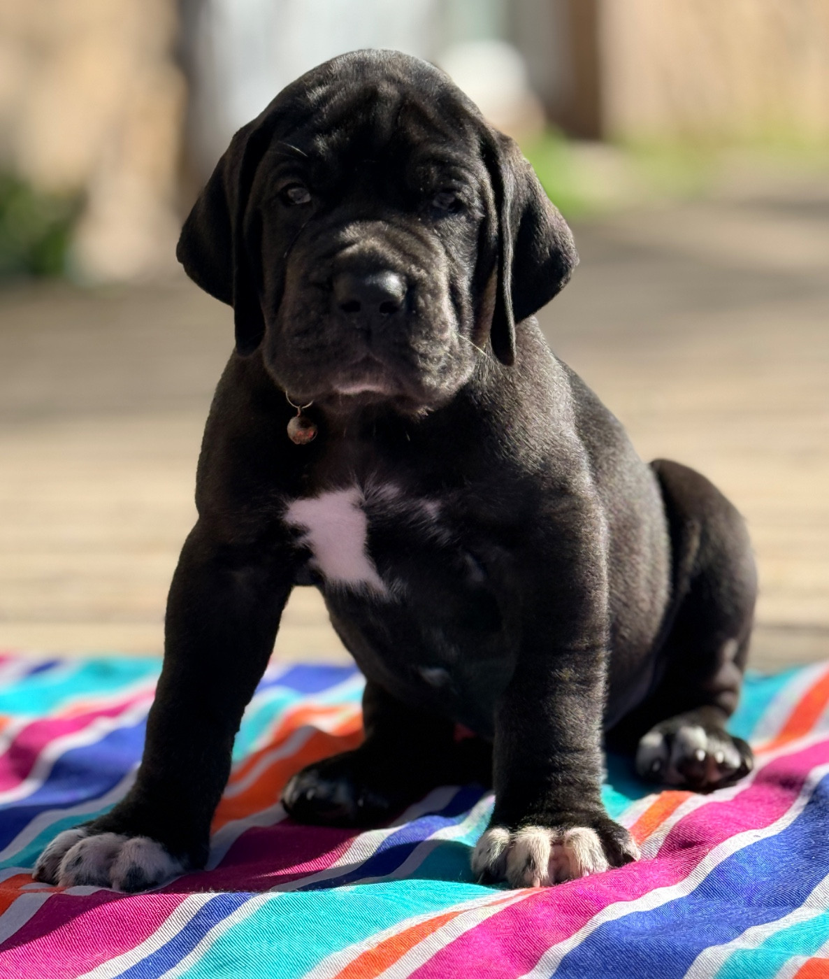 Au Royaume De Leyla - Chiots disponibles - Dogue allemand