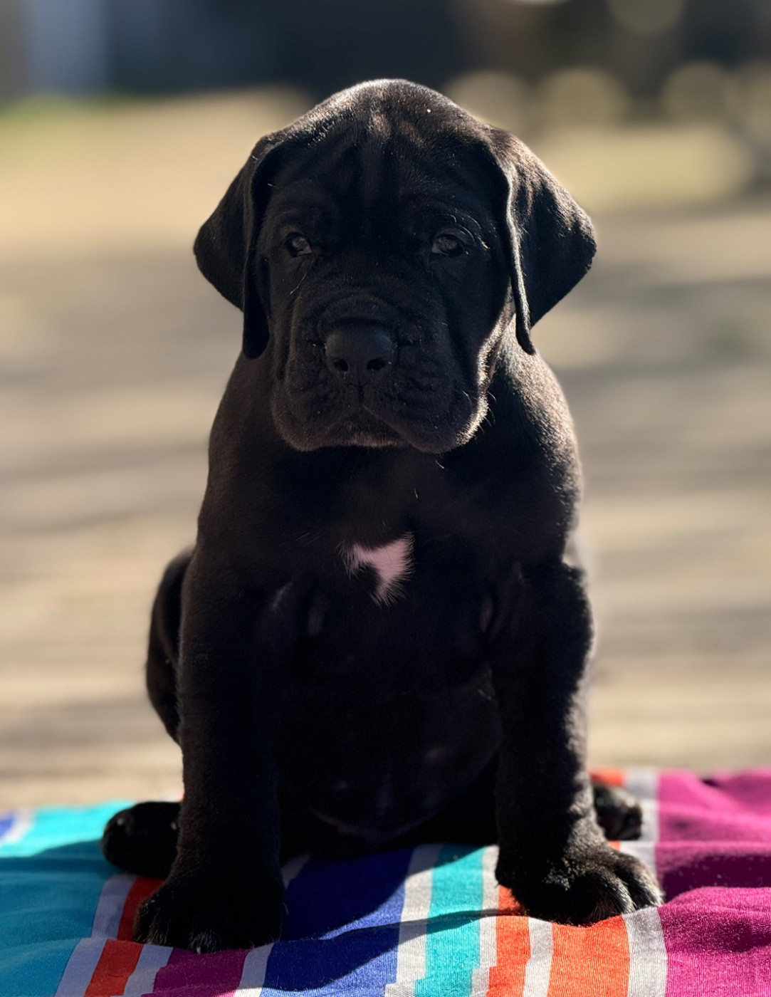 Au Royaume De Leyla - Chiots disponibles - Dogue allemand