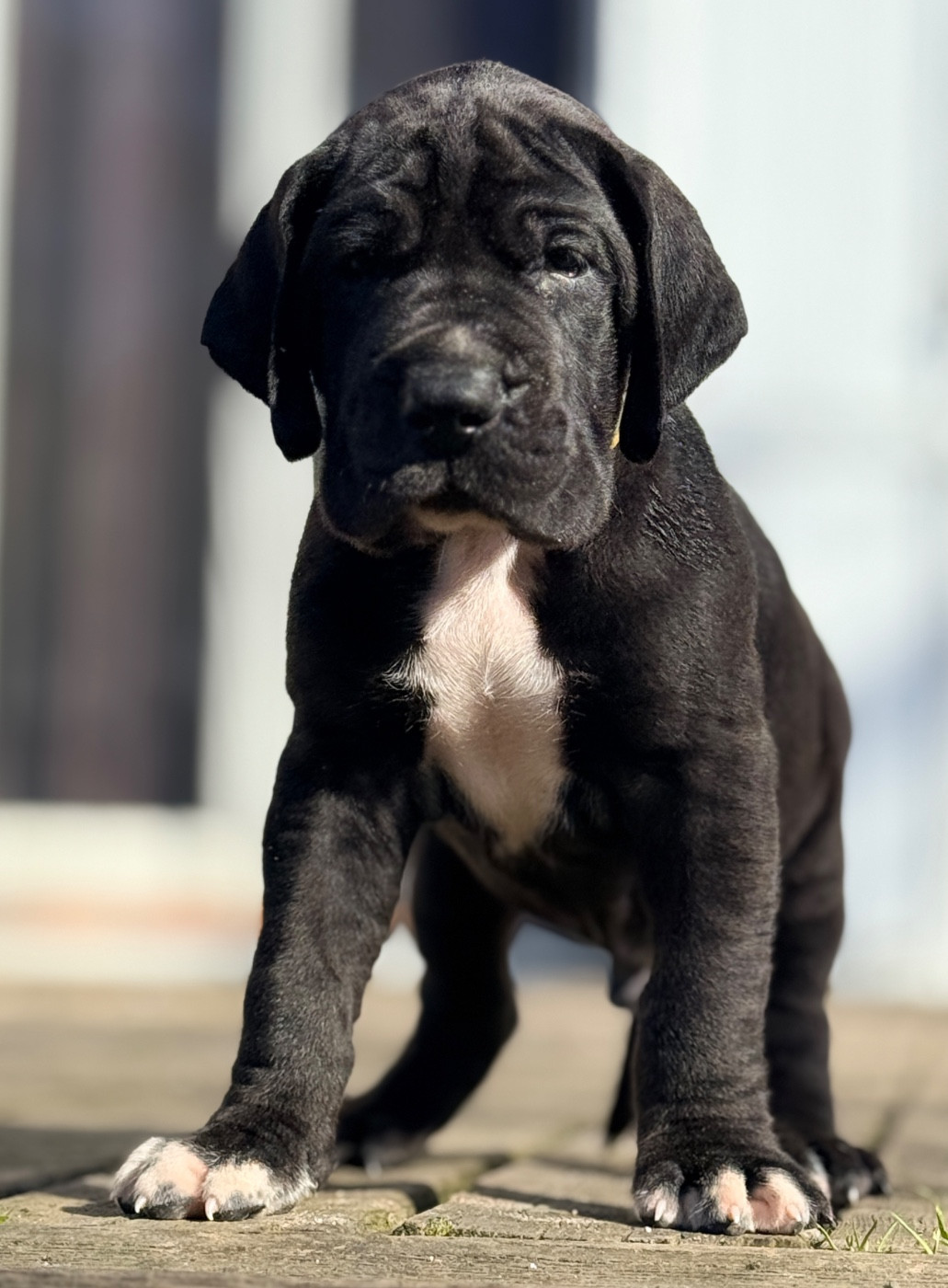 Au Royaume De Leyla - Chiots disponibles - Dogue allemand