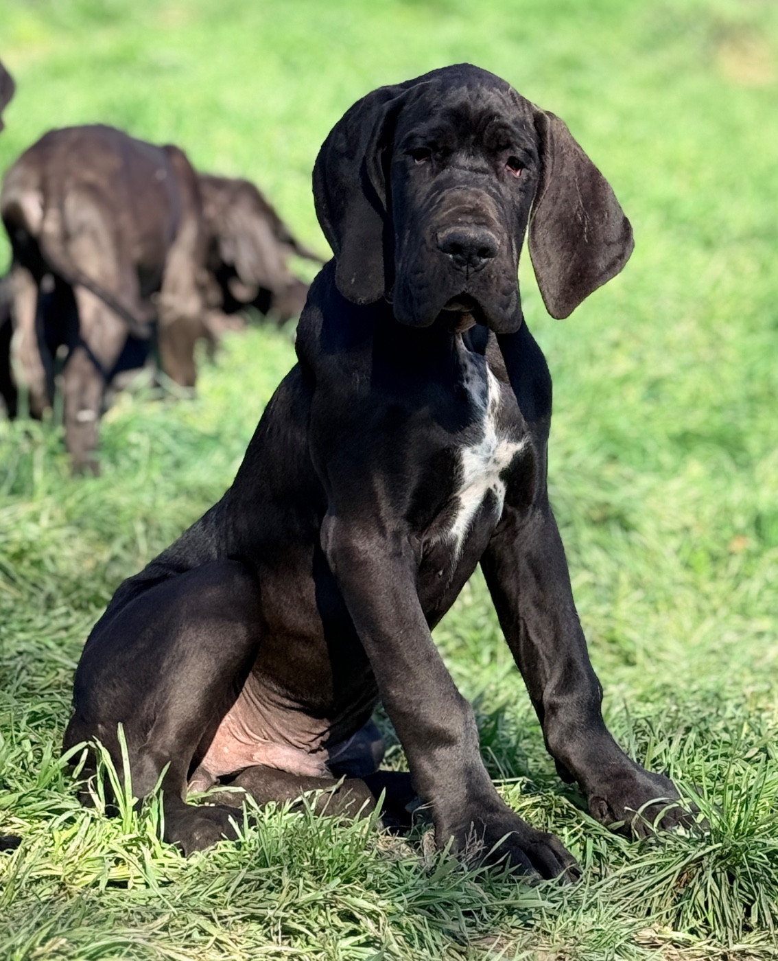 Au Royaume De Leyla - Chiots disponibles - Dogue allemand