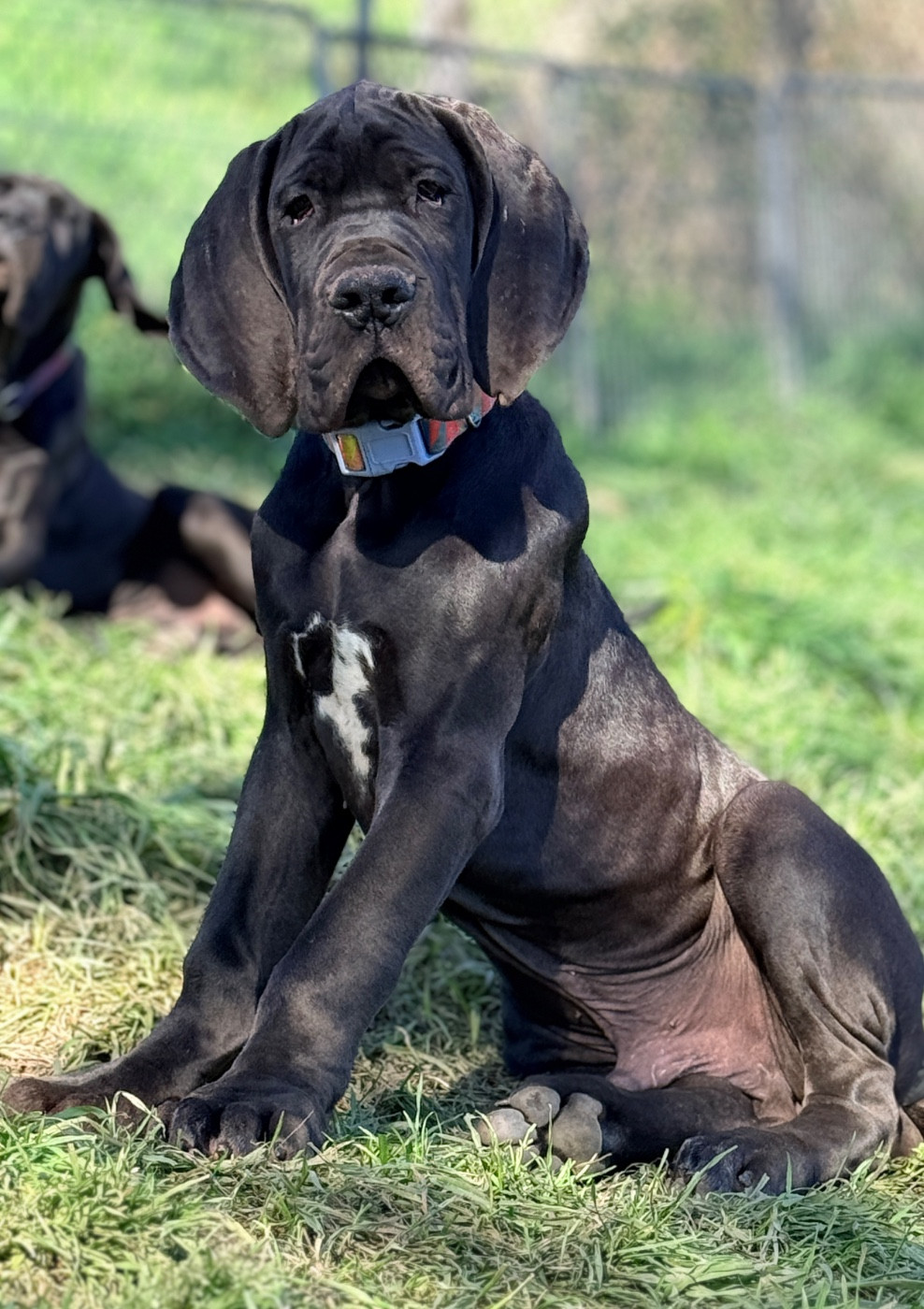 Au Royaume De Leyla - Chiots disponibles - Dogue allemand