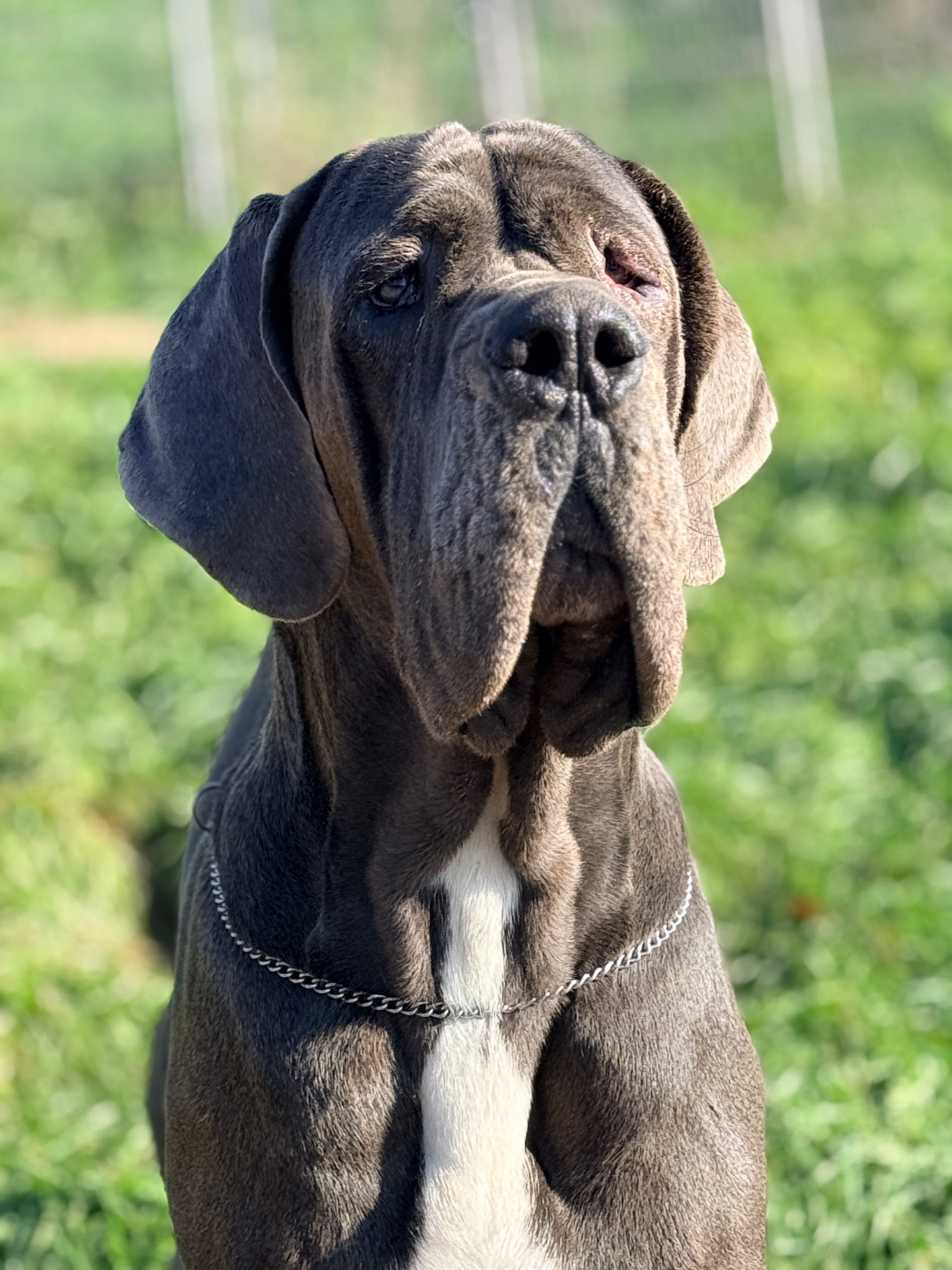 Au Royaume De Leyla - Chiots disponibles - Dogue allemand
