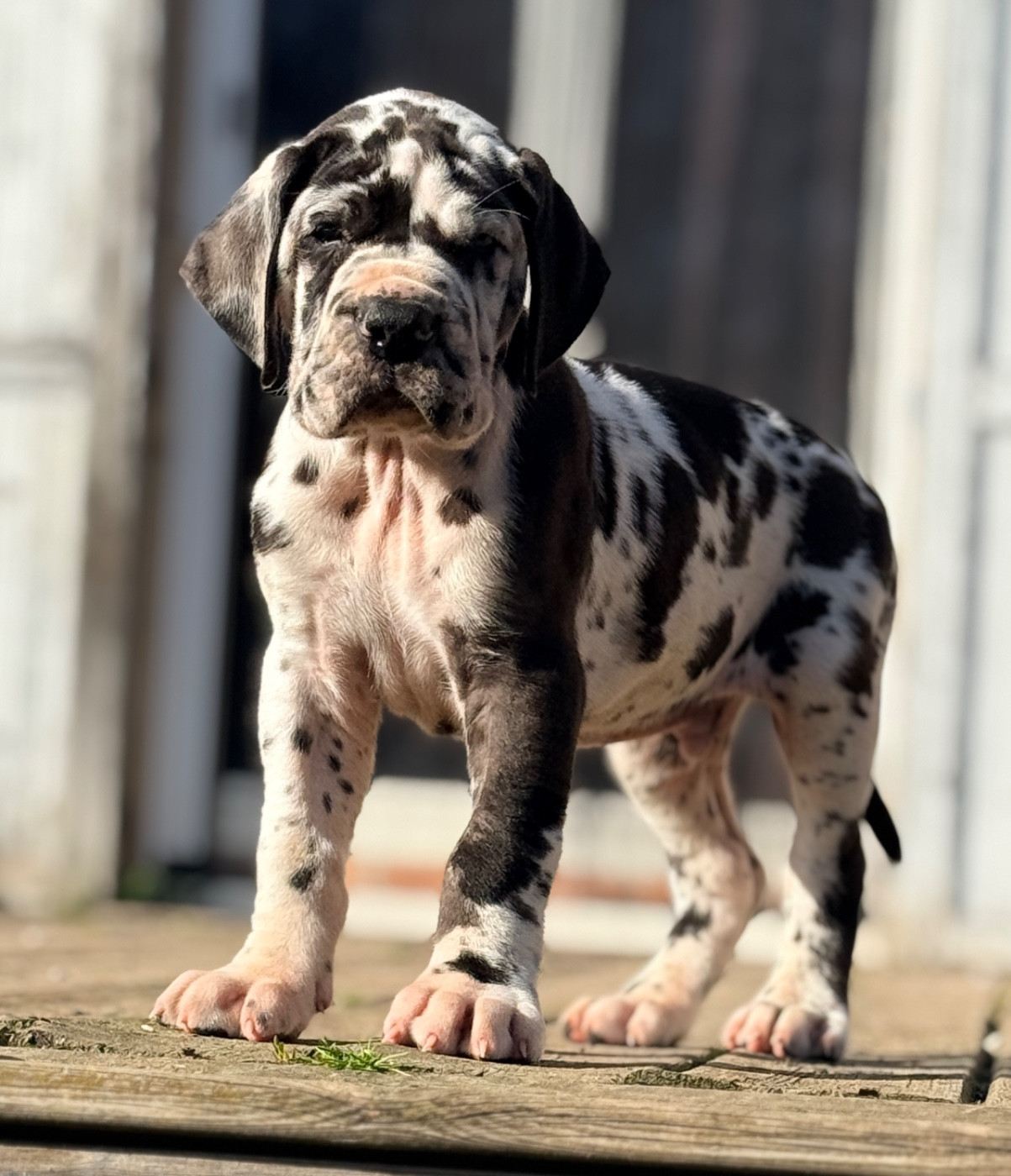 Au Royaume De Leyla - Chiots disponibles - Dogue allemand