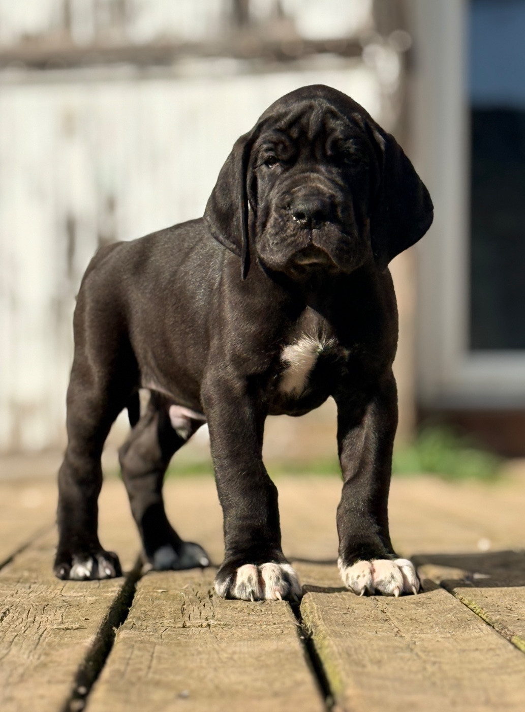 Au Royaume De Leyla - Chiots disponibles - Dogue allemand