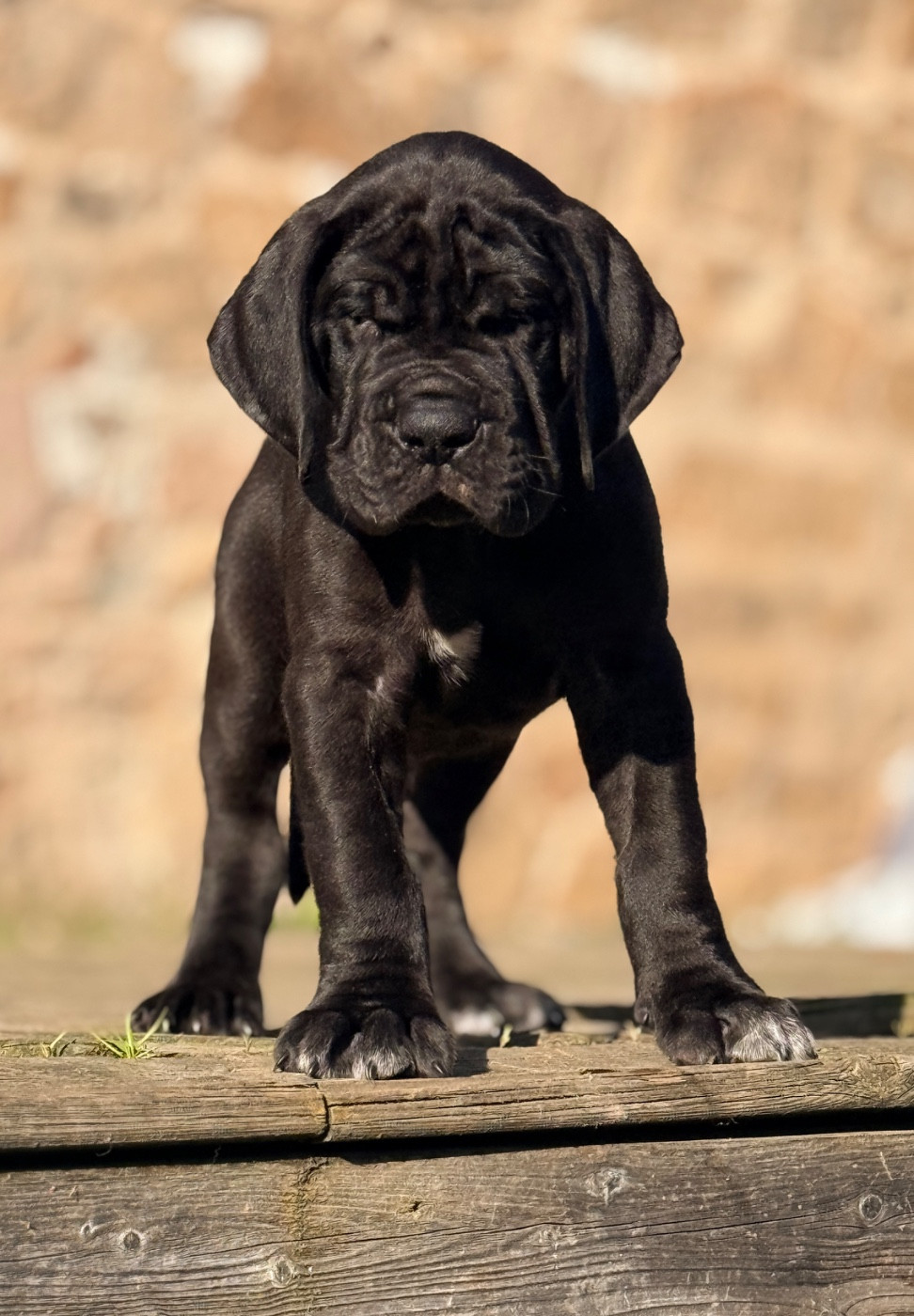 Au Royaume De Leyla - Chiots disponibles - Dogue allemand