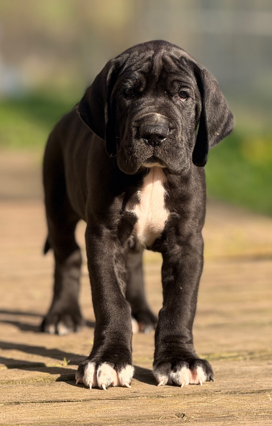 Au Royaume De Leyla - Chiots disponibles - Dogue allemand