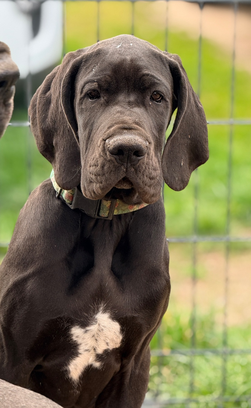 Au Royaume De Leyla - Chiots disponibles - Dogue allemand