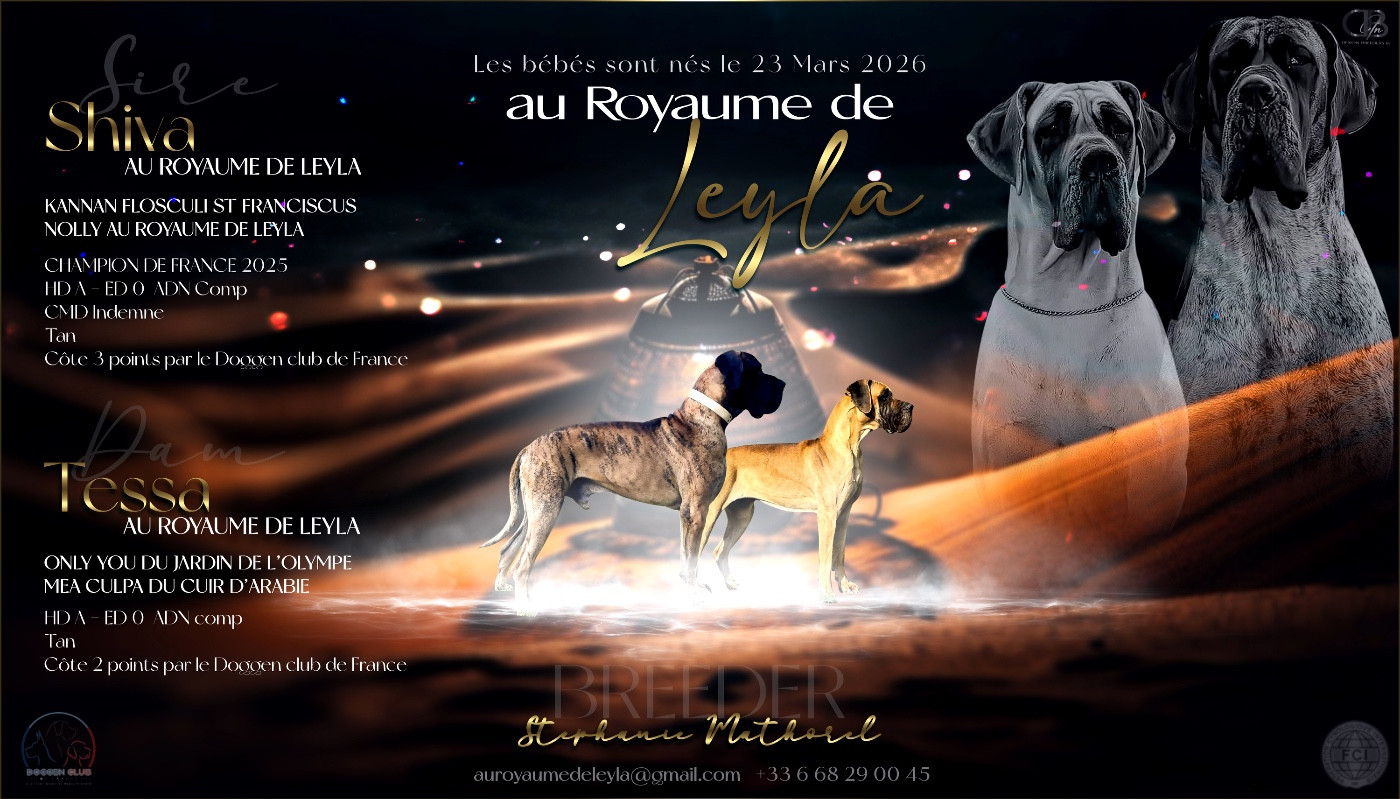 Chiot Dogue allemand Au Royaume De Leyla