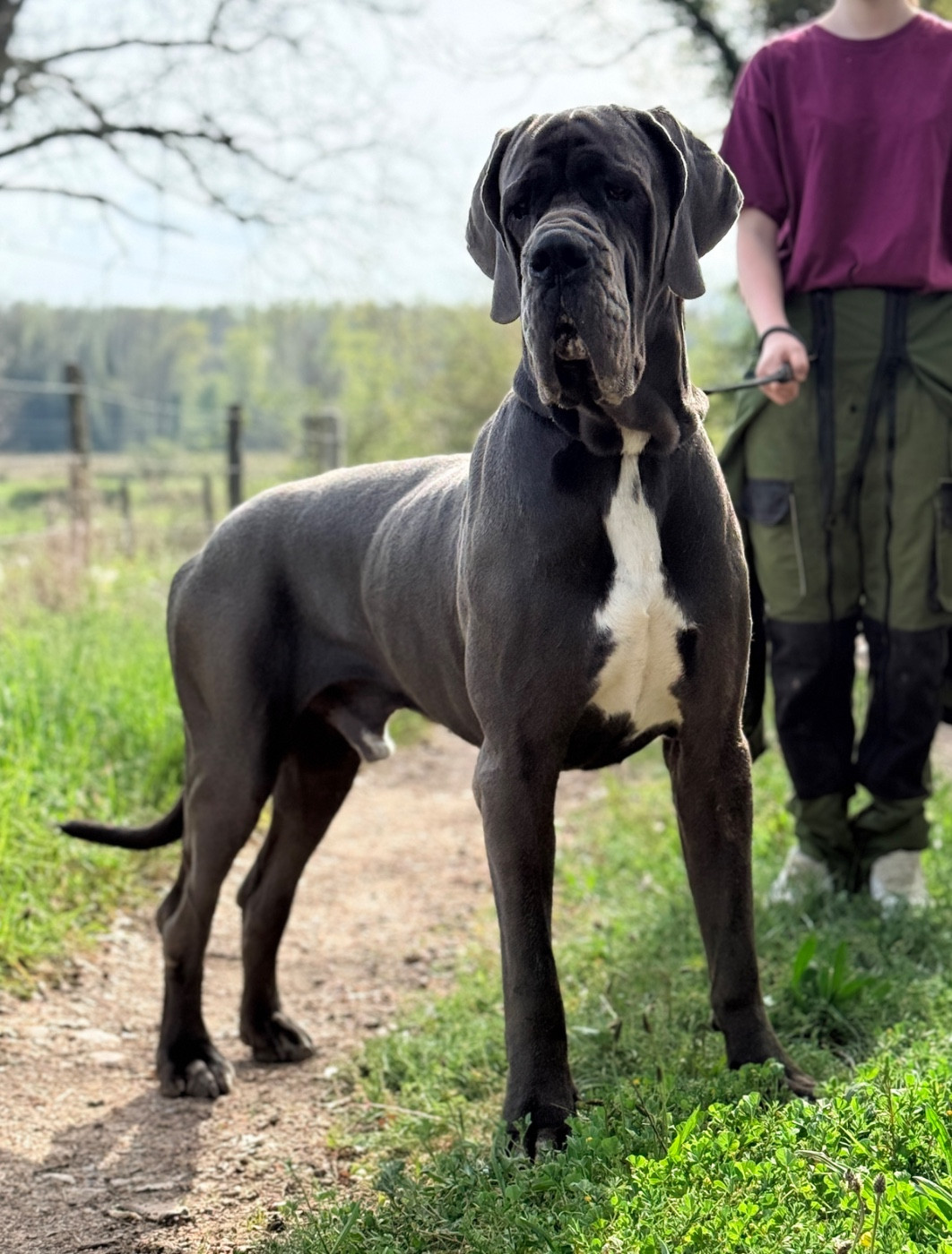 Verginius Rufus