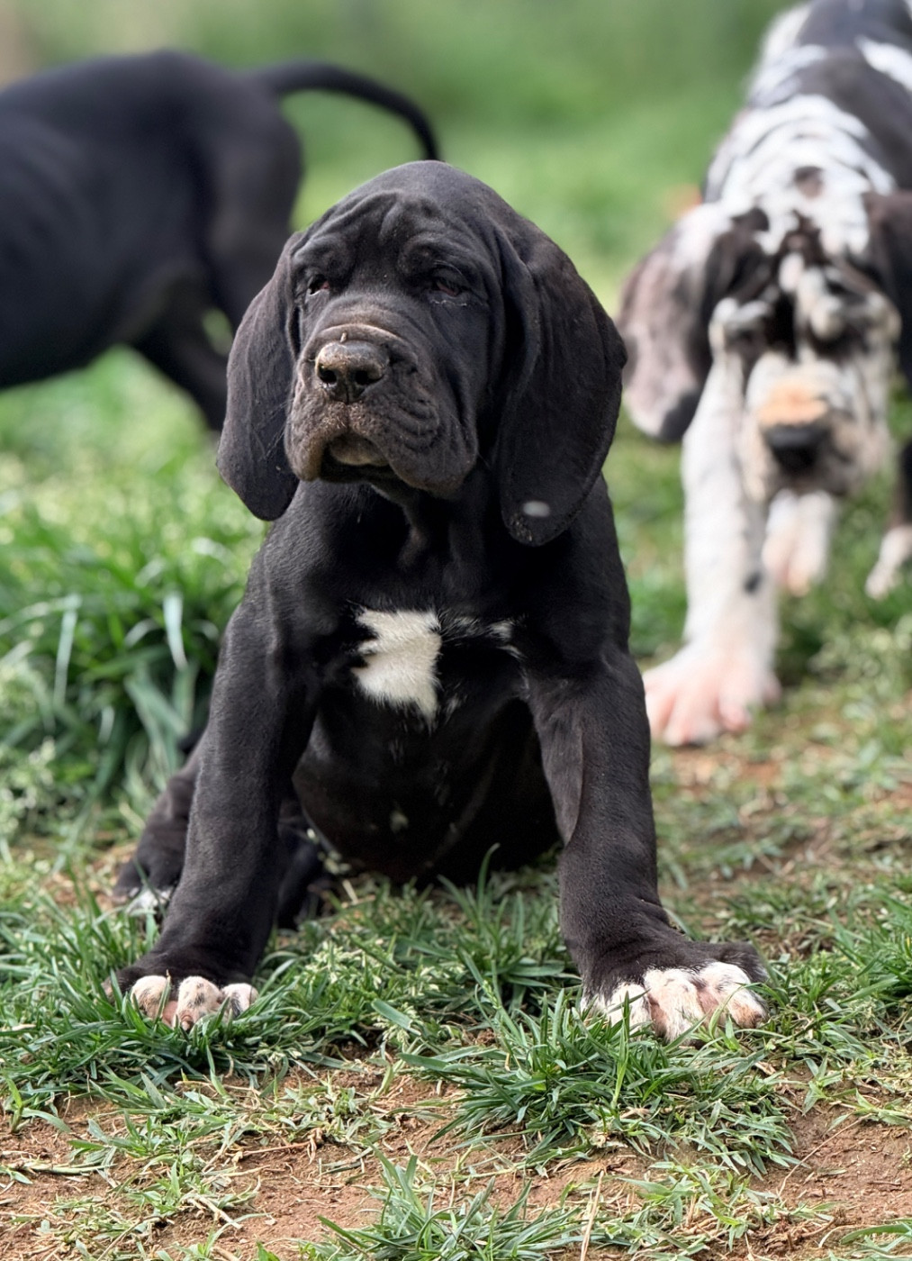 Au Royaume De Leyla - Chiots disponibles - Dogue allemand