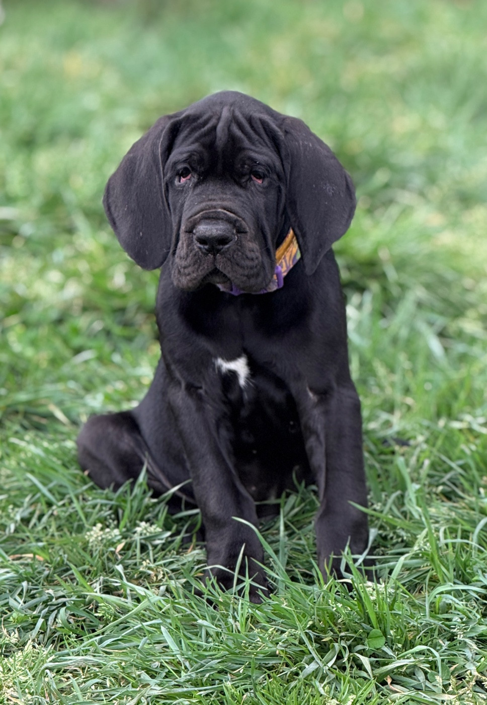 Au Royaume De Leyla - Chiots disponibles - Dogue allemand