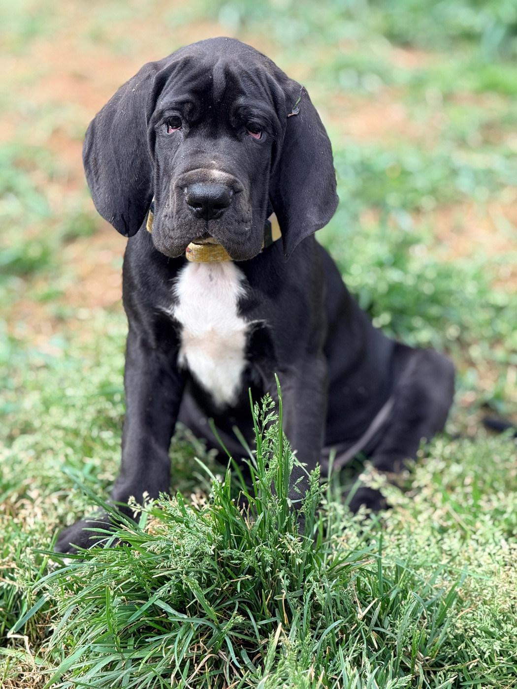 Au Royaume De Leyla - Chiots disponibles - Dogue allemand