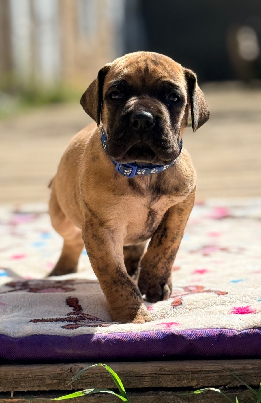 Au Royaume De Leyla - Chiots disponibles - Dogue allemand