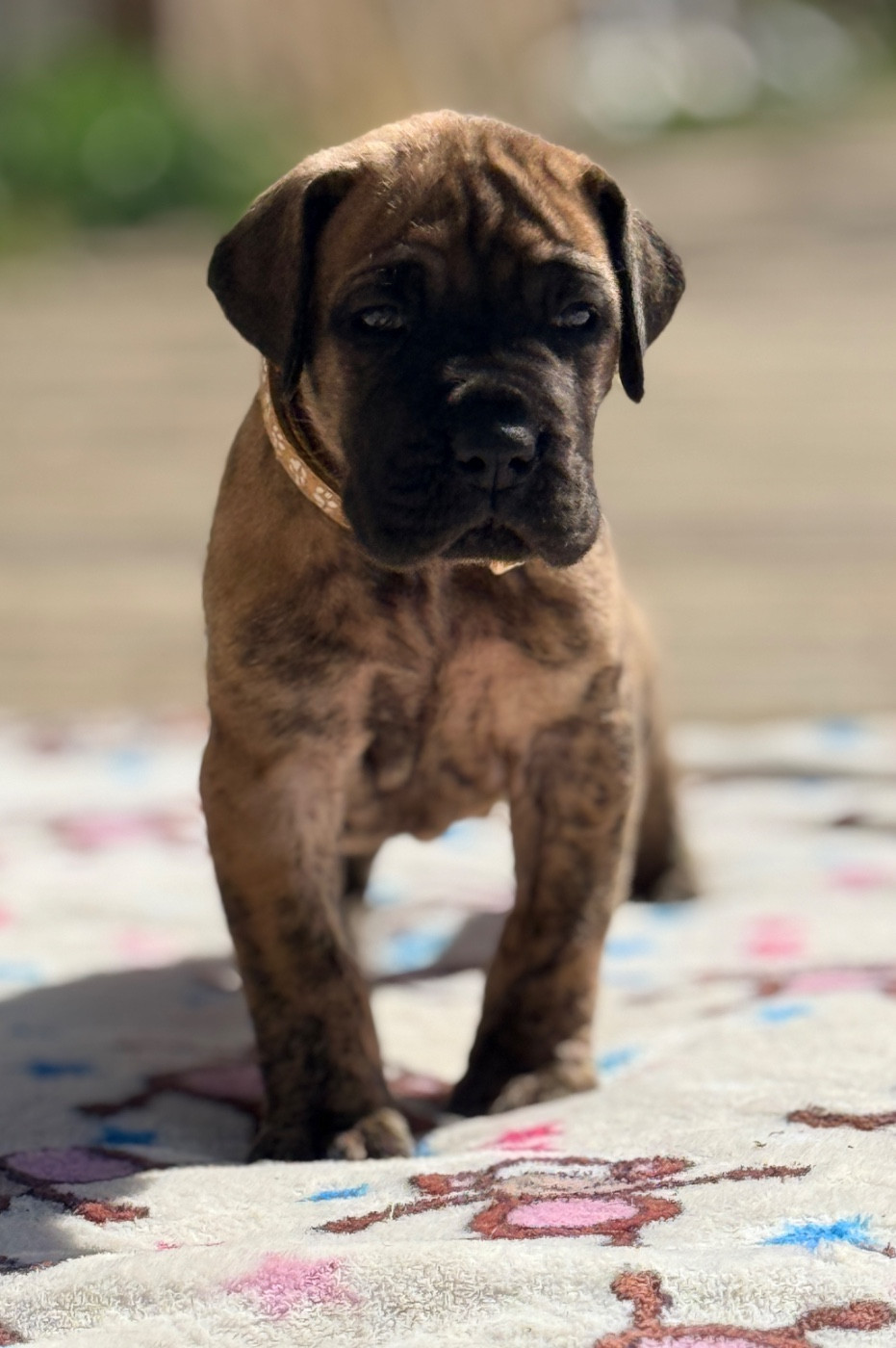 Au Royaume De Leyla - Chiots disponibles - Dogue allemand