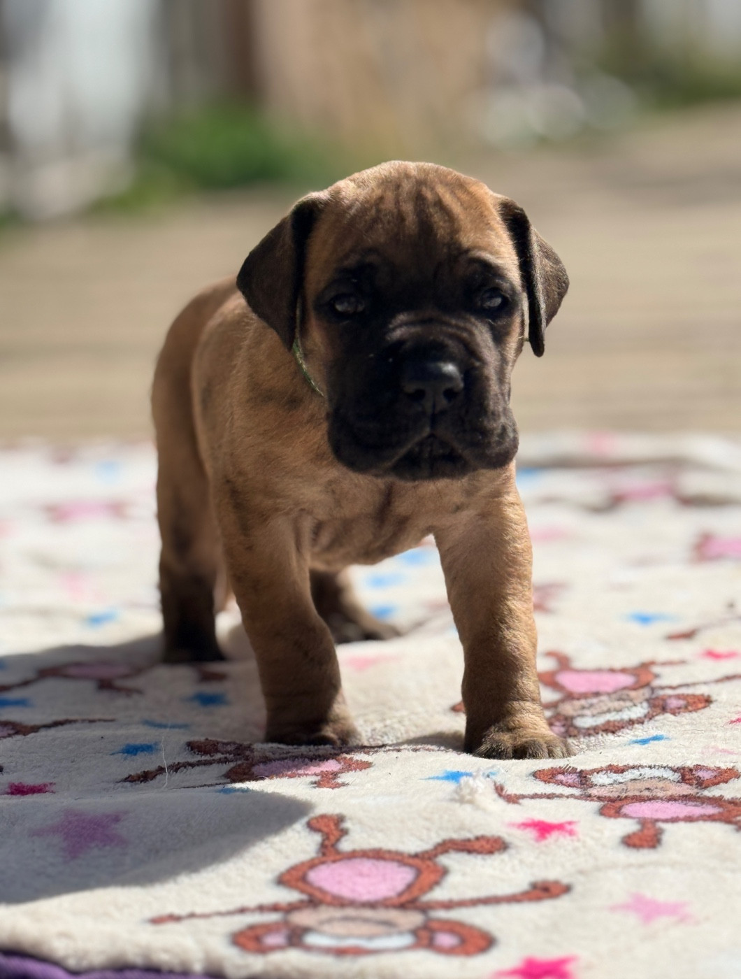 Au Royaume De Leyla - Chiots disponibles - Dogue allemand