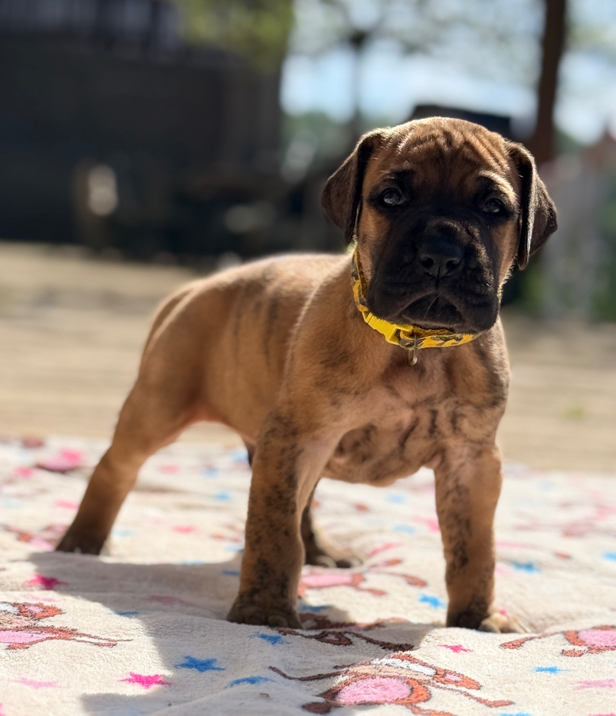 Au Royaume De Leyla - Chiots disponibles - Dogue allemand