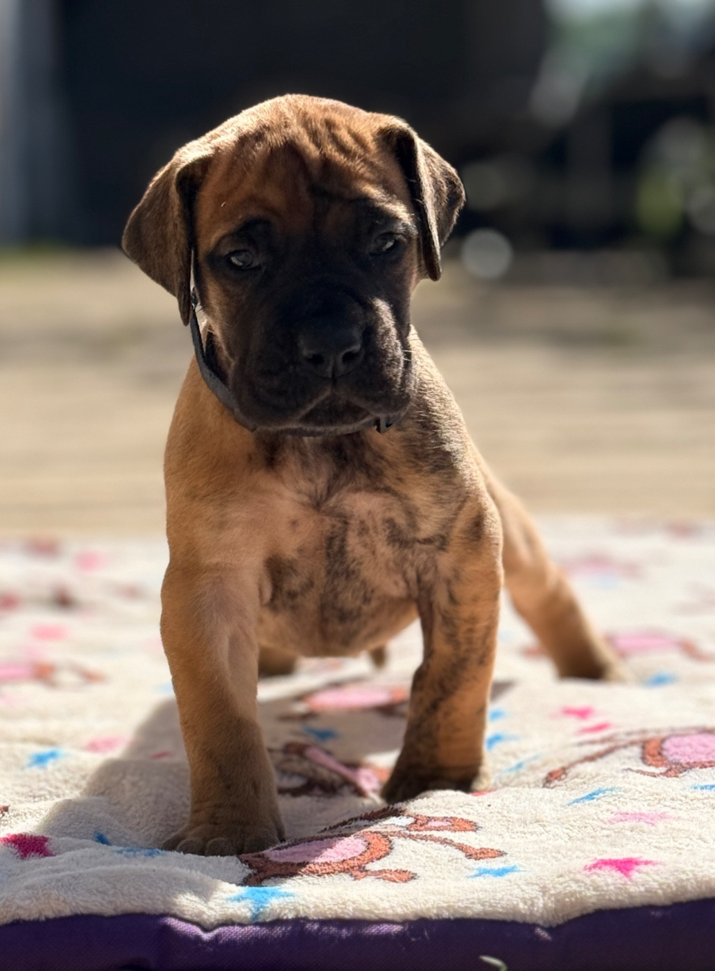 Au Royaume De Leyla - Chiots disponibles - Dogue allemand