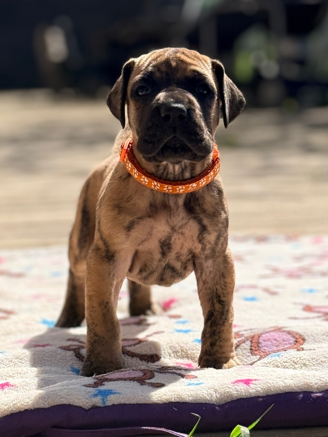 Au Royaume De Leyla - Chiots disponibles - Dogue allemand