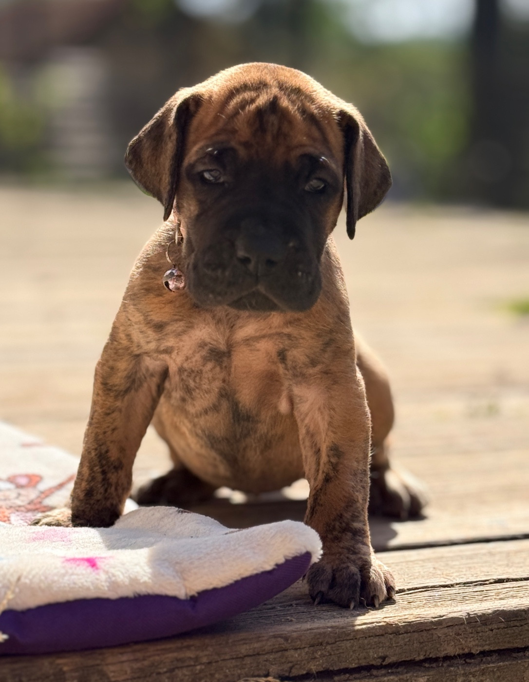 Au Royaume De Leyla - Chiots disponibles - Dogue allemand