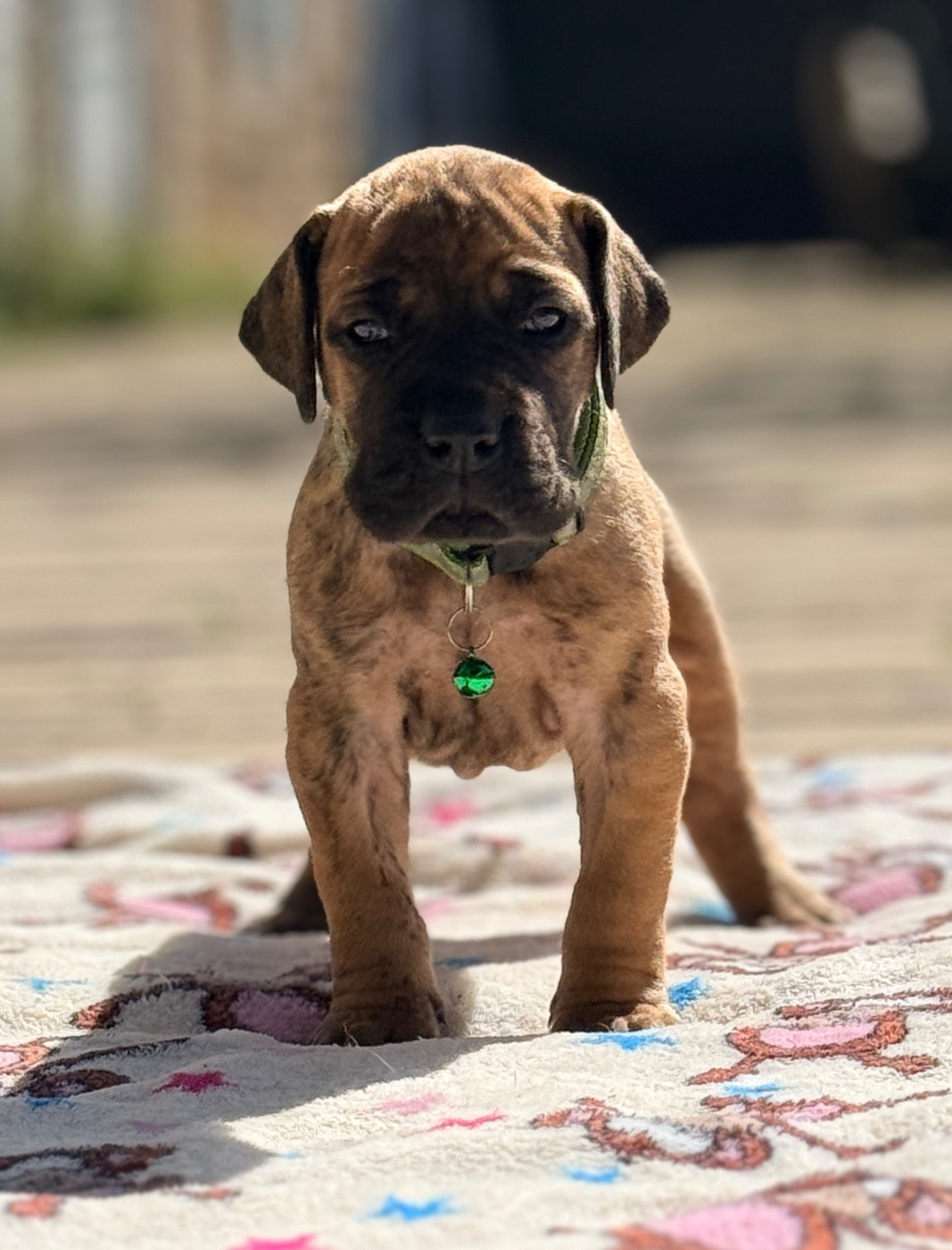 Au Royaume De Leyla - Chiots disponibles - Dogue allemand