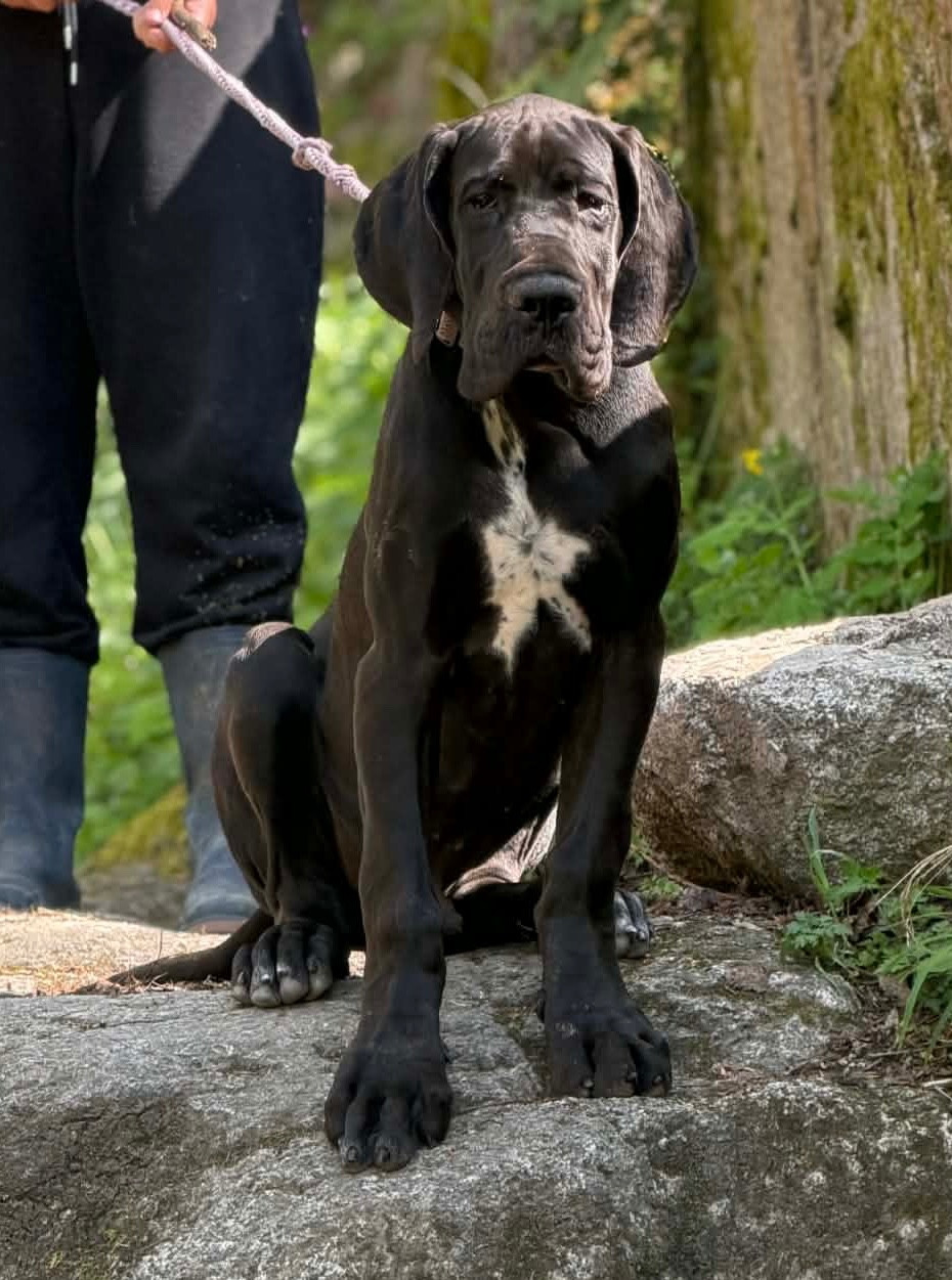 Au Royaume De Leyla - Chiots disponibles - Dogue allemand