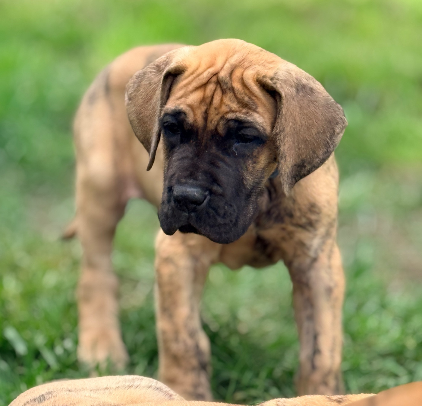 Au Royaume De Leyla - Chiots disponibles - Dogue allemand