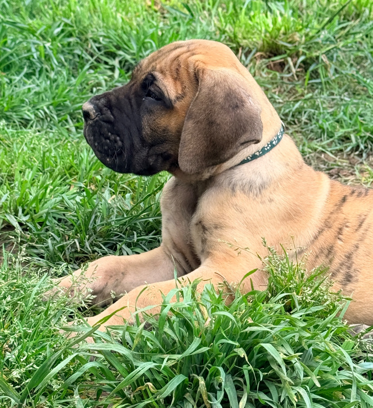 Au Royaume De Leyla - Chiots disponibles - Dogue allemand