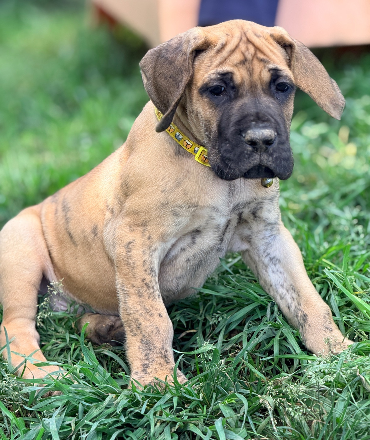 Au Royaume De Leyla - Chiots disponibles - Dogue allemand