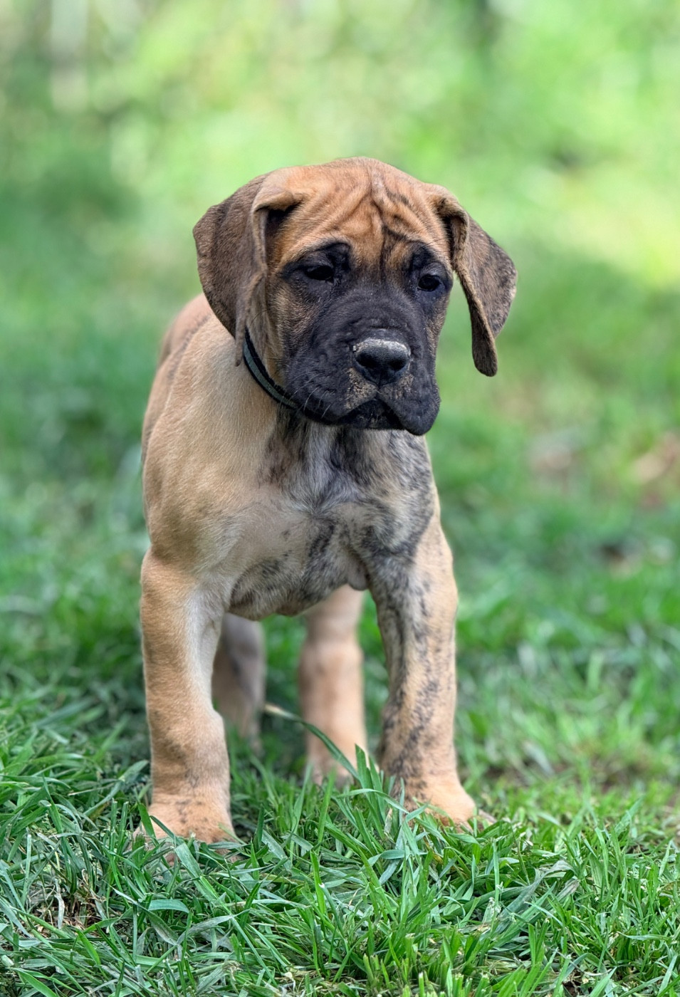 Au Royaume De Leyla - Chiots disponibles - Dogue allemand