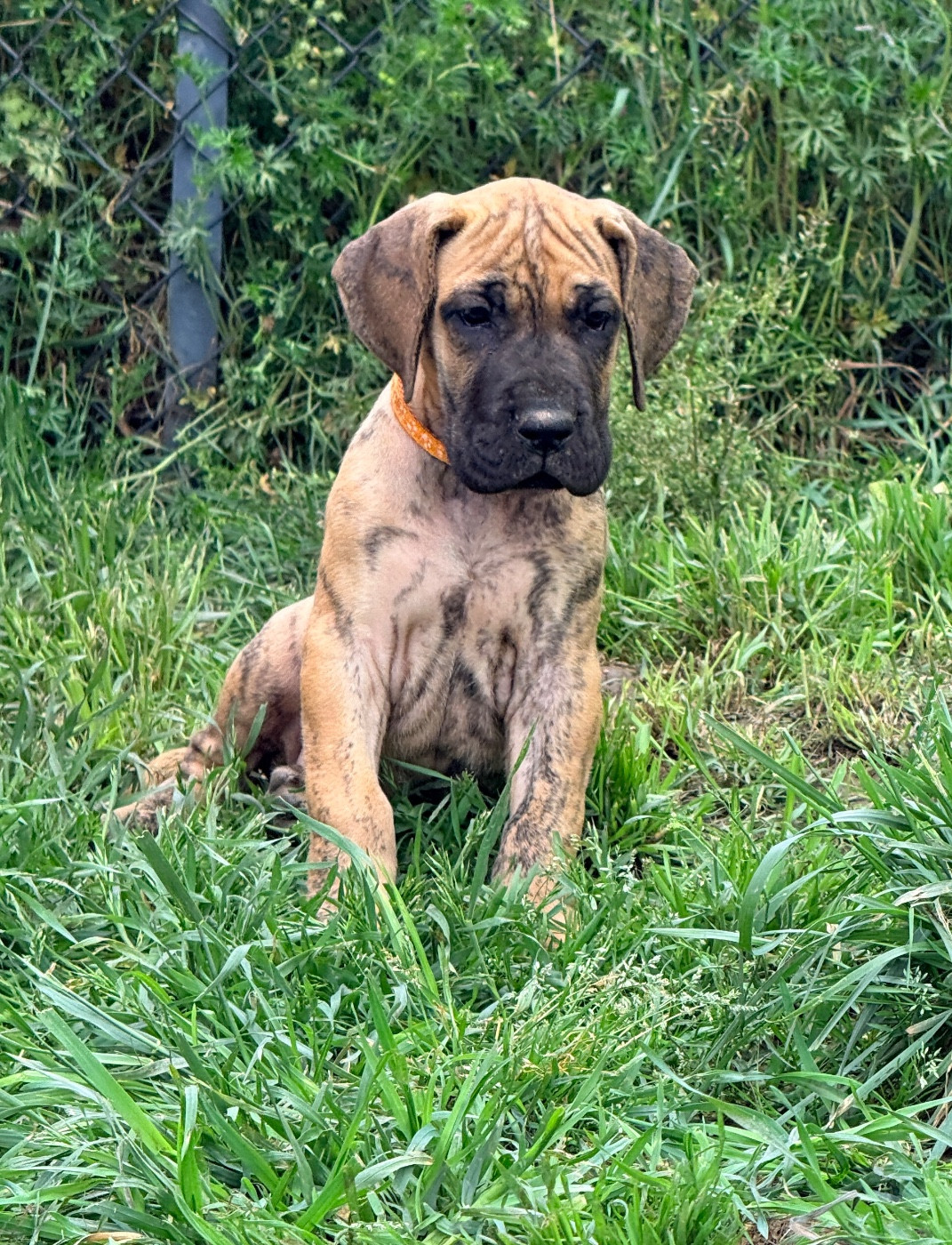 Au Royaume De Leyla - Chiots disponibles - Dogue allemand