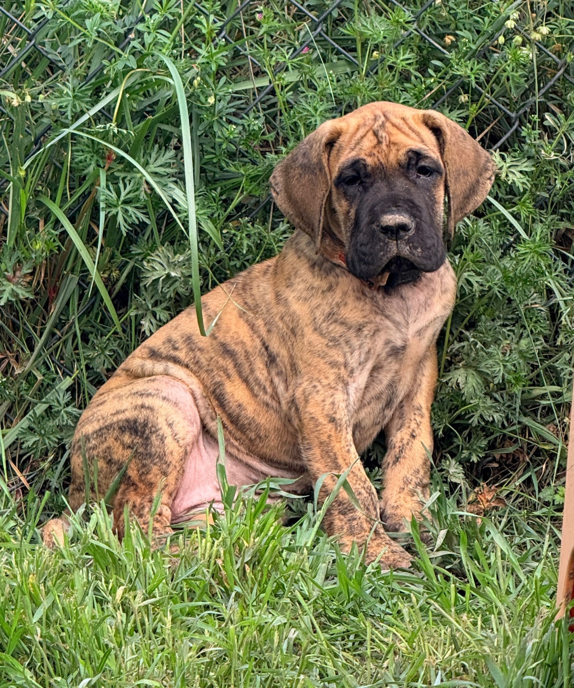 Au Royaume De Leyla - Chiots disponibles - Dogue allemand