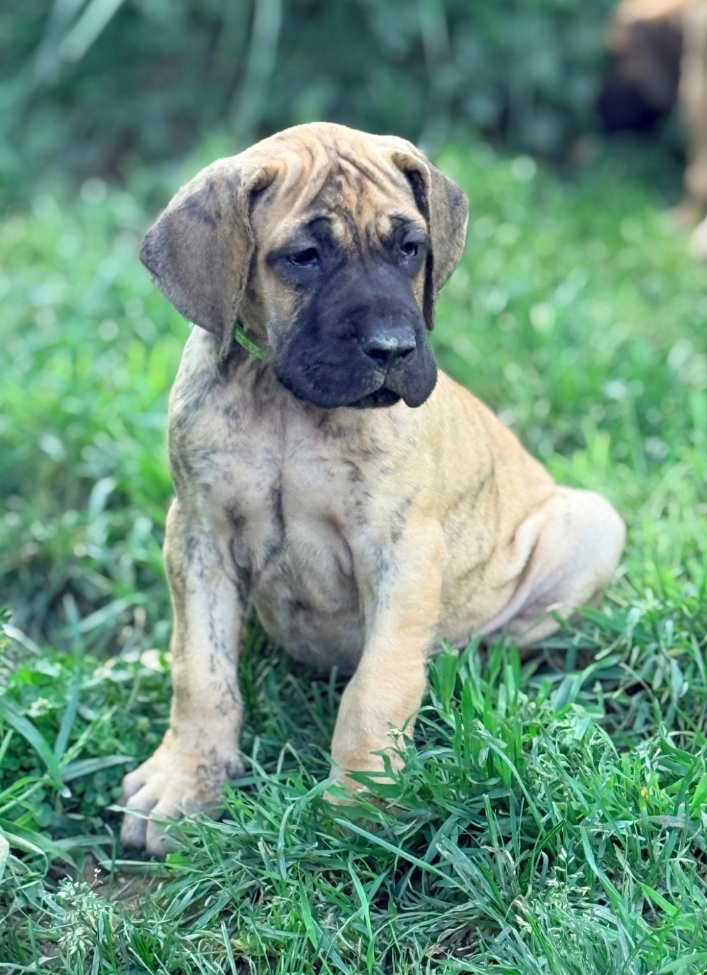 Au Royaume De Leyla - Chiots disponibles - Dogue allemand