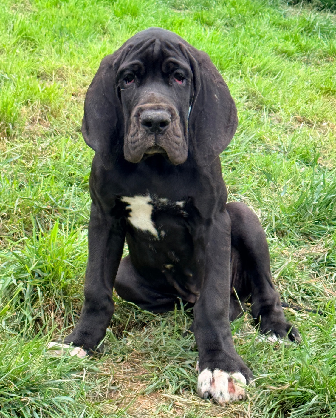 Au Royaume De Leyla - Chiots disponibles - Dogue allemand
