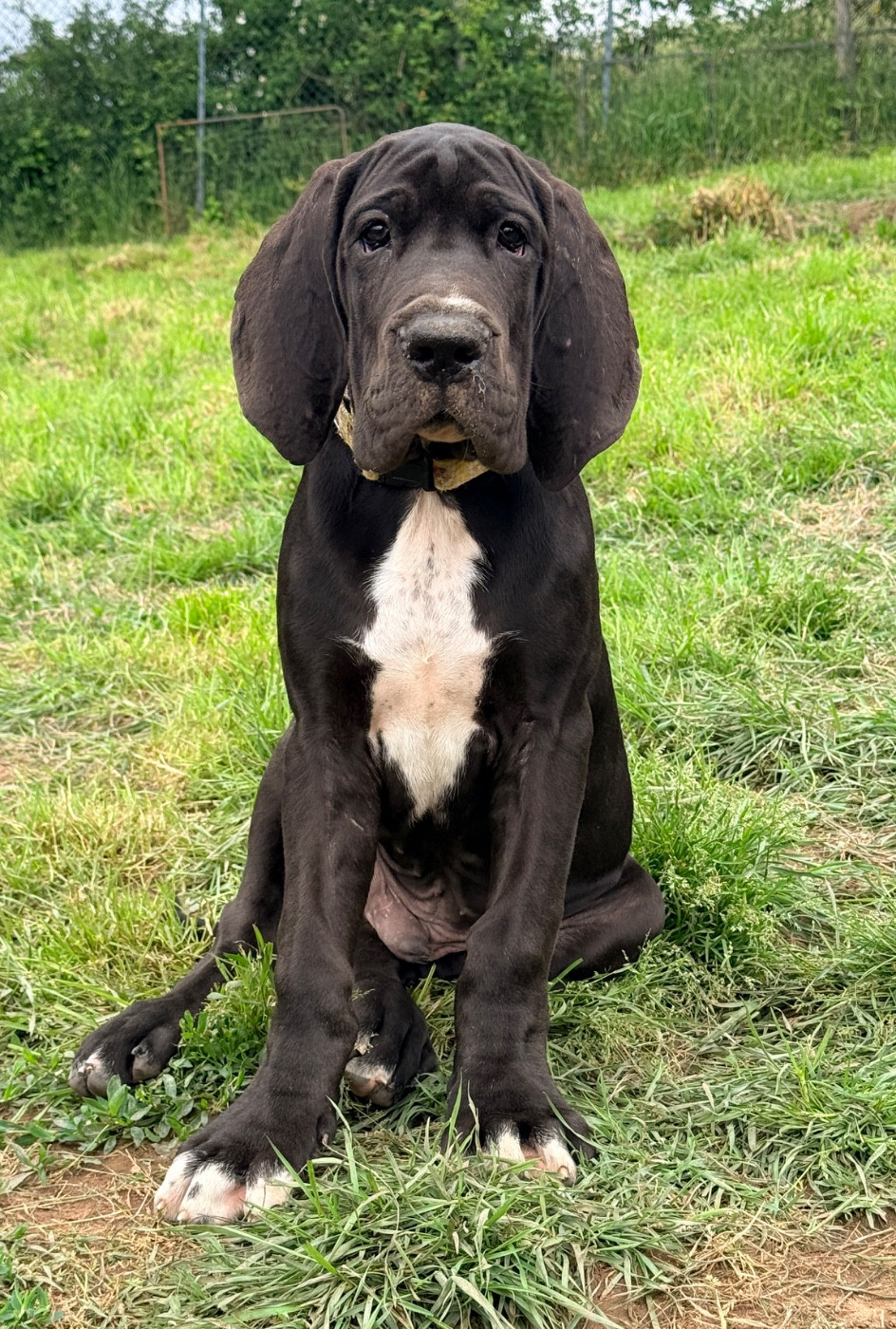 Au Royaume De Leyla - Chiots disponibles - Dogue allemand