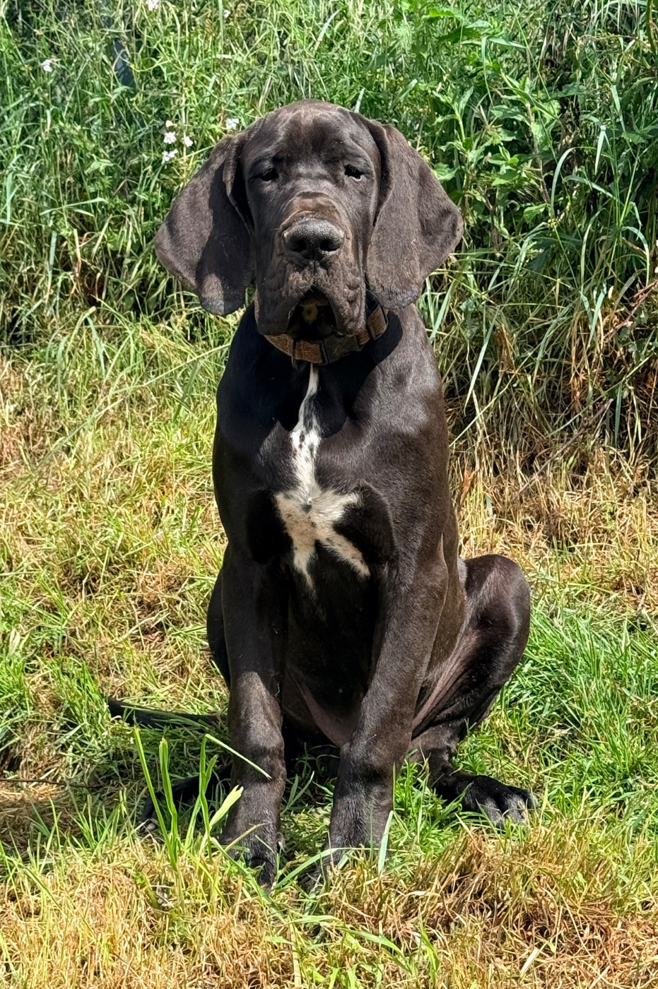 Au Royaume De Leyla - Chiots disponibles - Dogue allemand