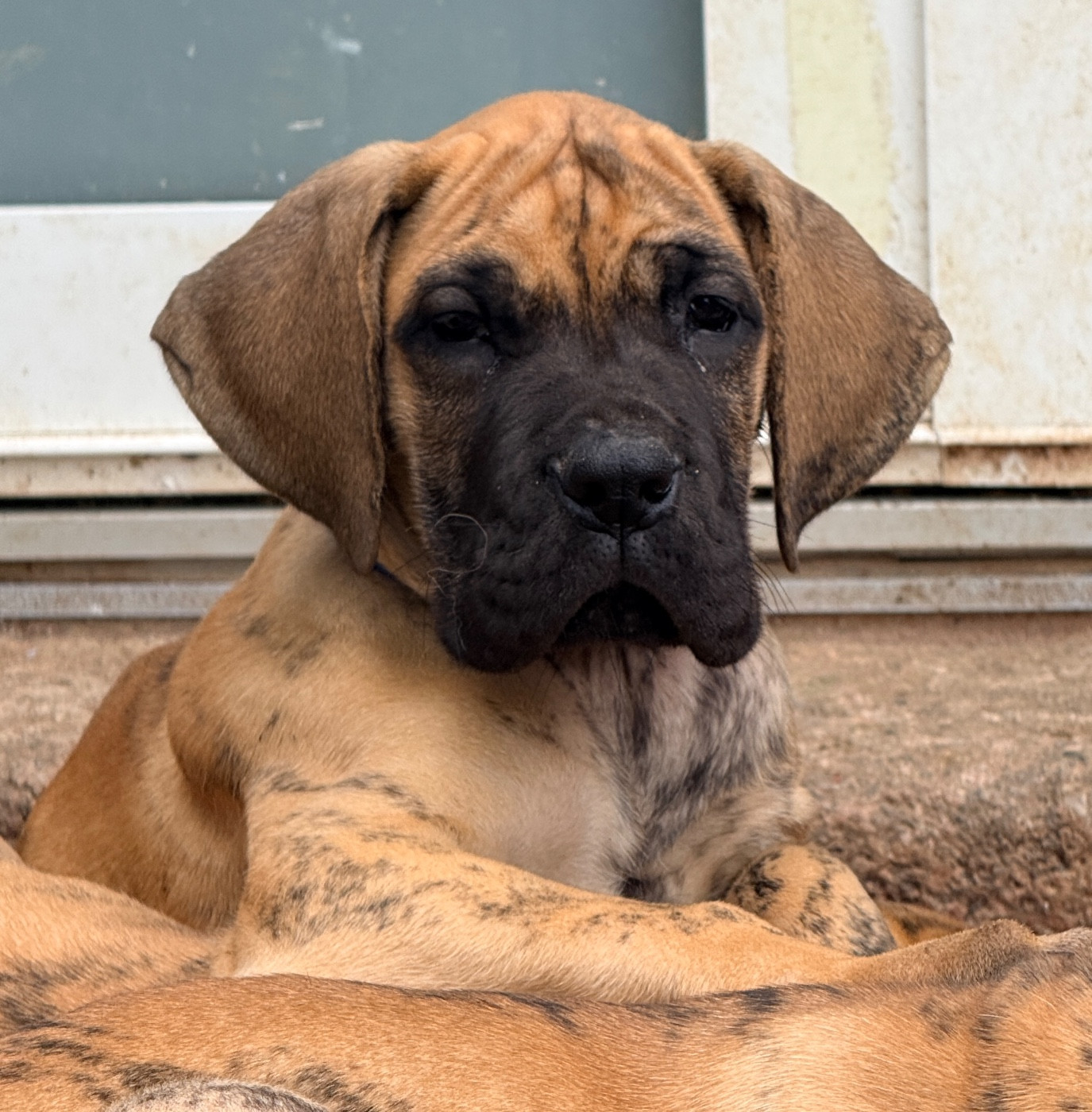 Au Royaume De Leyla - Chiots disponibles - Dogue allemand
