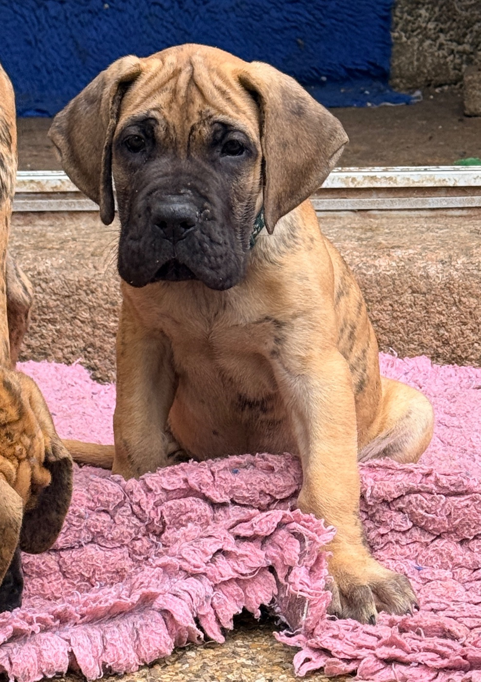 Au Royaume De Leyla - Chiots disponibles - Dogue allemand