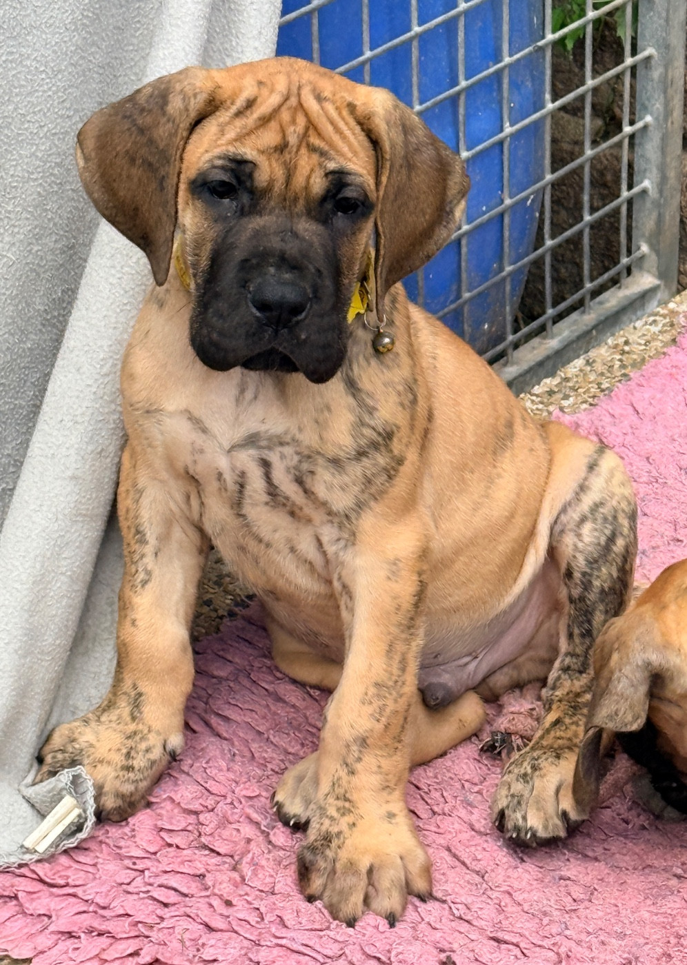 Au Royaume De Leyla - Chiots disponibles - Dogue allemand