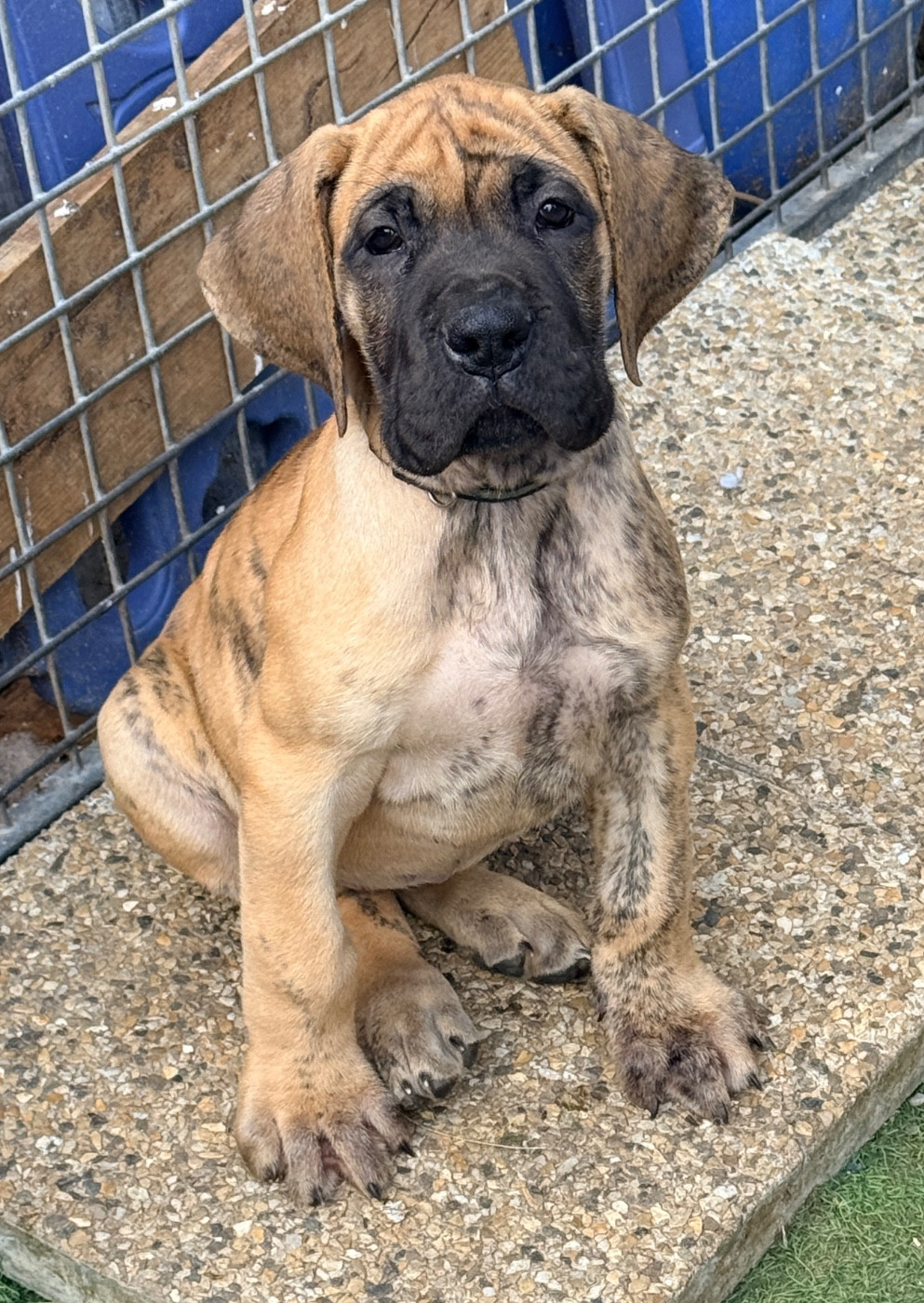 Au Royaume De Leyla - Chiots disponibles - Dogue allemand