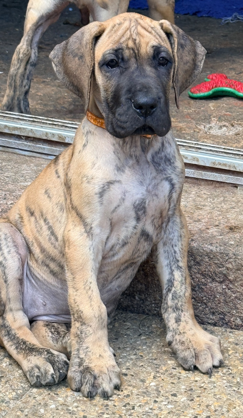 Au Royaume De Leyla - Chiots disponibles - Dogue allemand