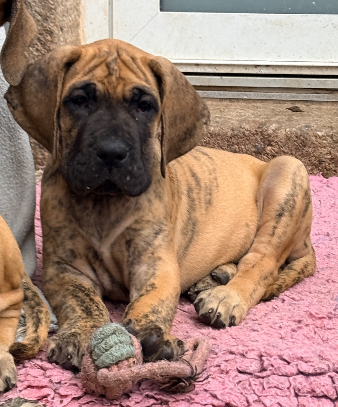 Au Royaume De Leyla - Chiots disponibles - Dogue allemand