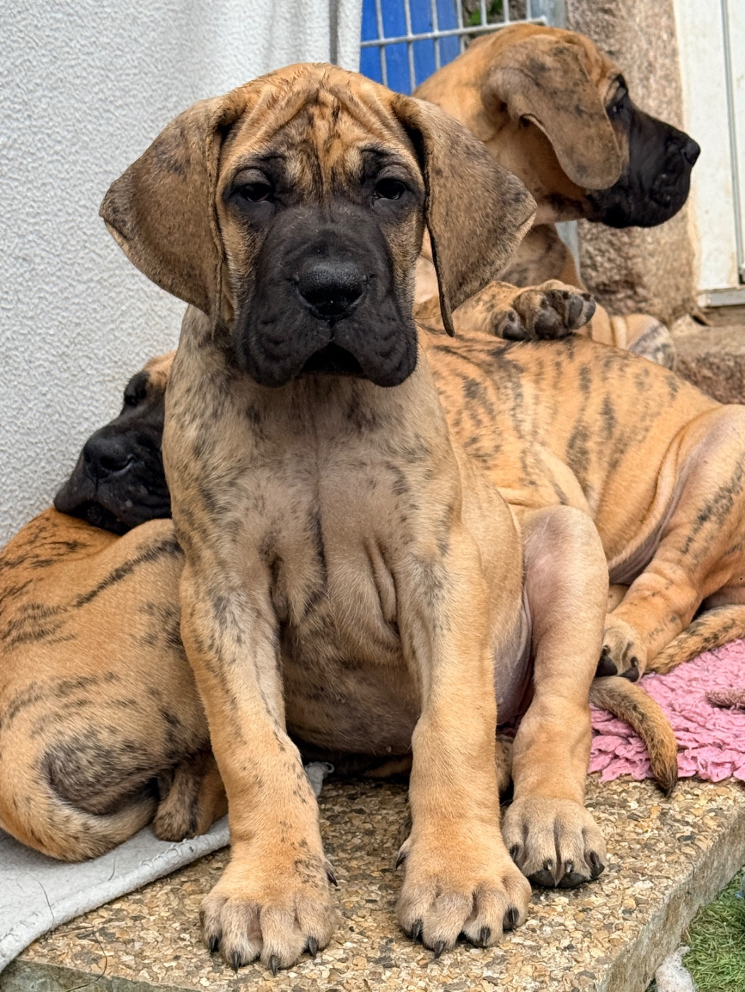 Au Royaume De Leyla - Chiots disponibles - Dogue allemand