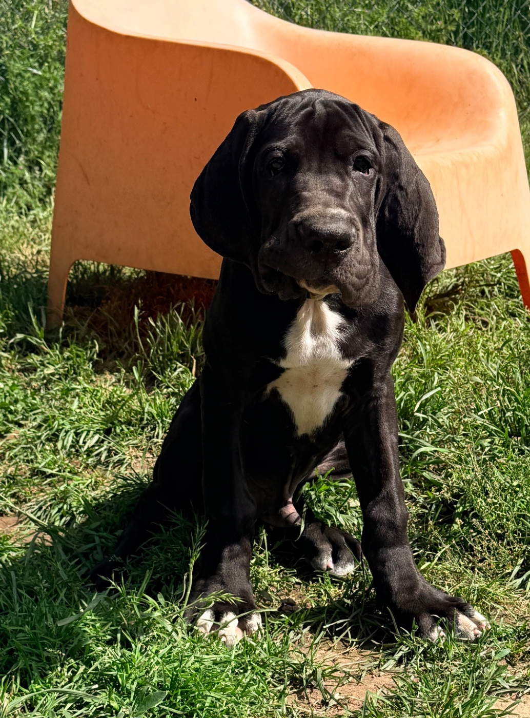 Au Royaume De Leyla - Chiots disponibles - Dogue allemand