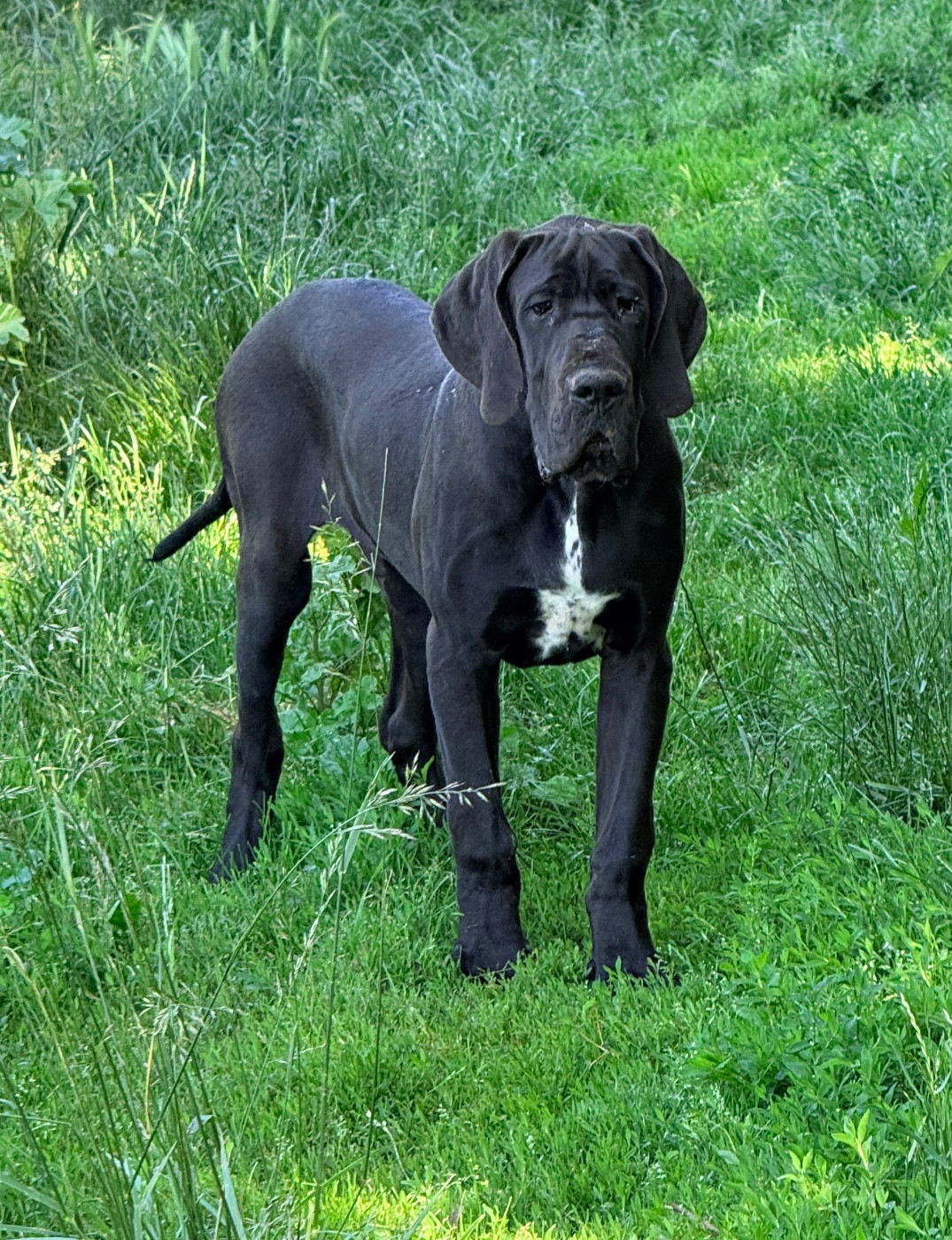 Au Royaume De Leyla - Chiots disponibles - Dogue allemand