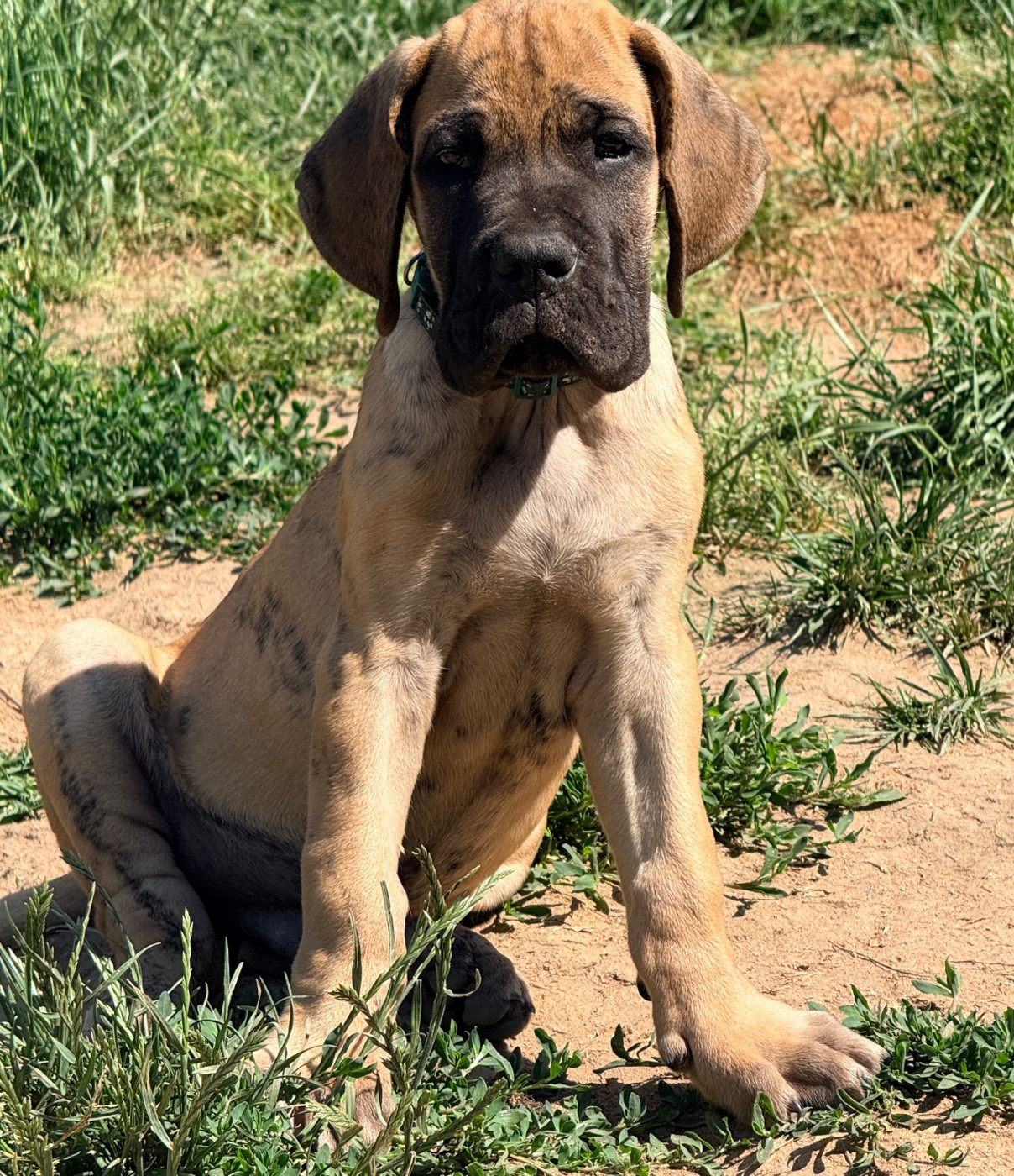 Au Royaume De Leyla - Chiots disponibles - Dogue allemand