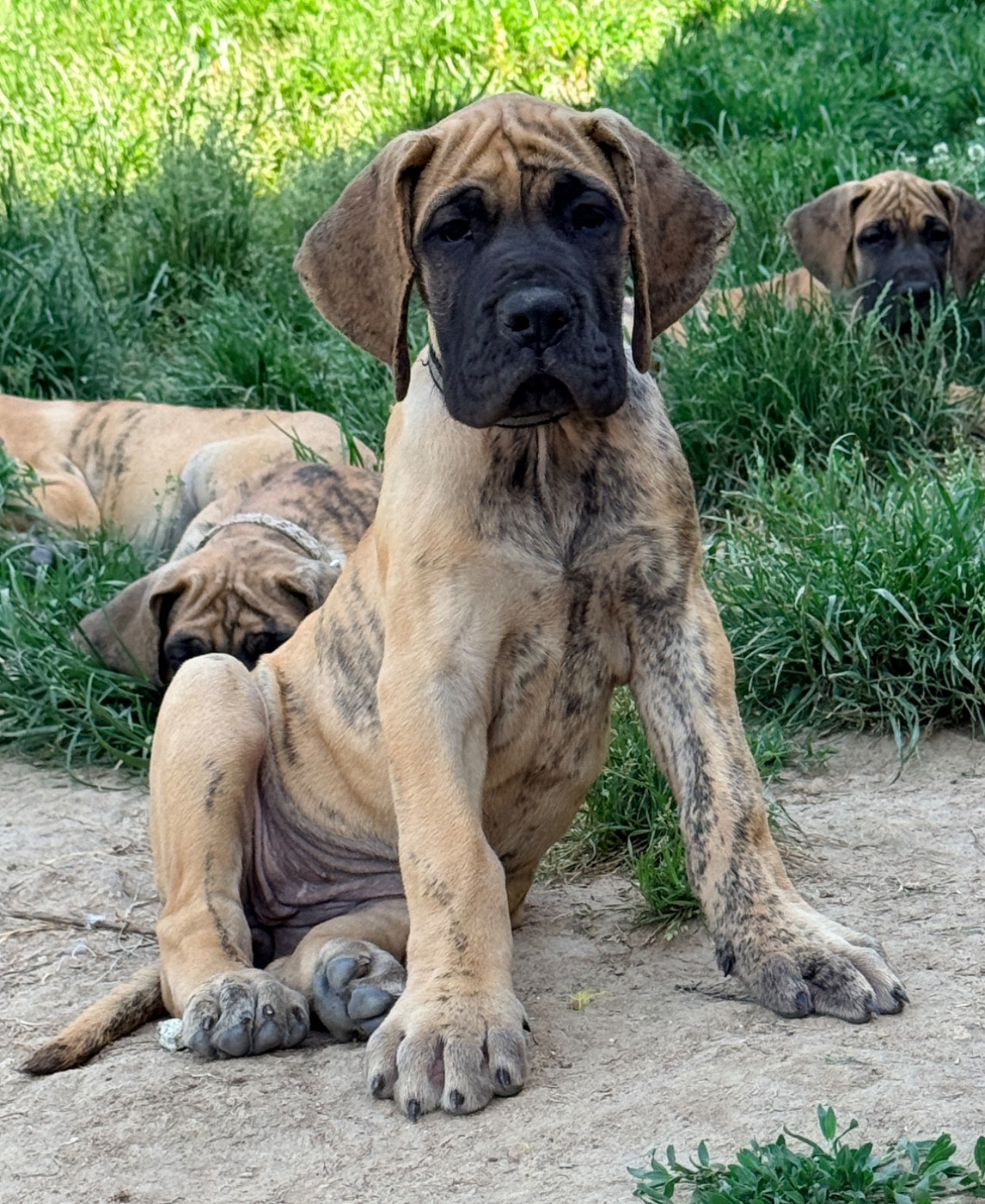 Au Royaume De Leyla - Chiots disponibles - Dogue allemand