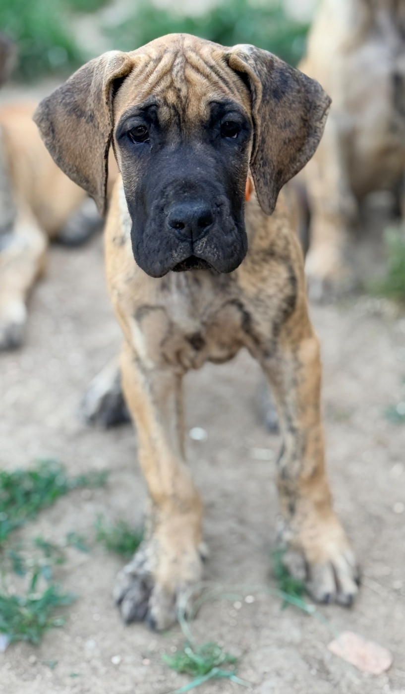 Au Royaume De Leyla - Chiots disponibles - Dogue allemand